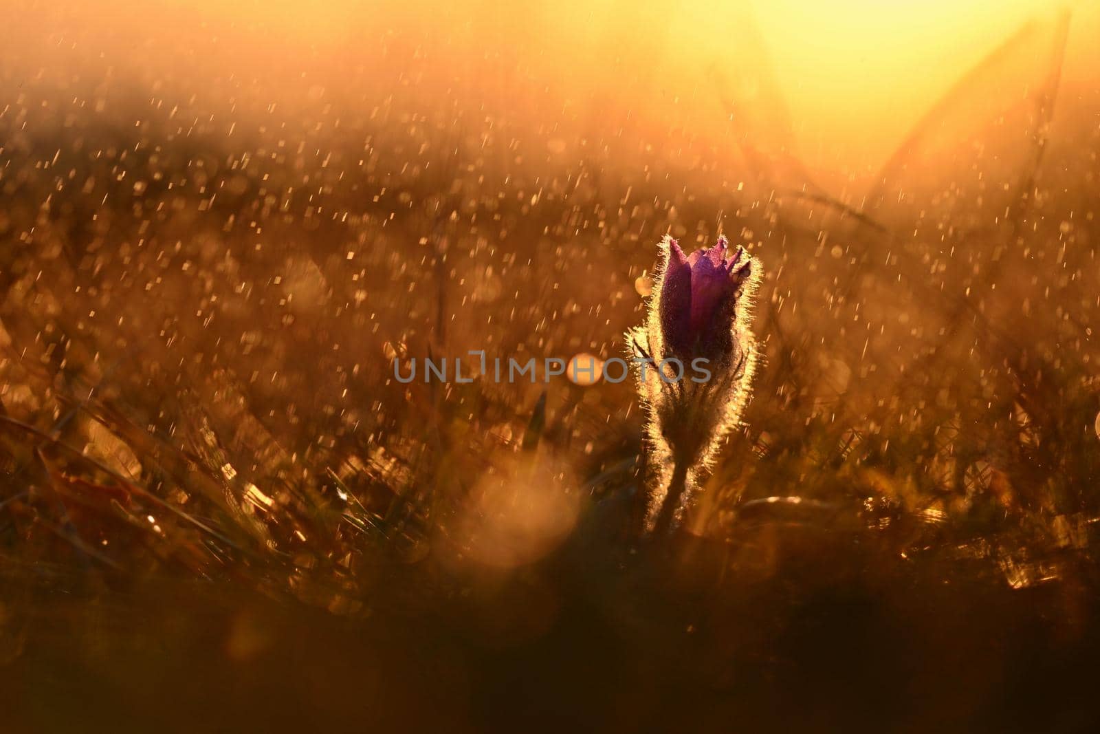 Spring rain in nature. Beautiful shot of flowers on meadow at sunset in rainy day. Pasque flower (Pulsatilla grandis)