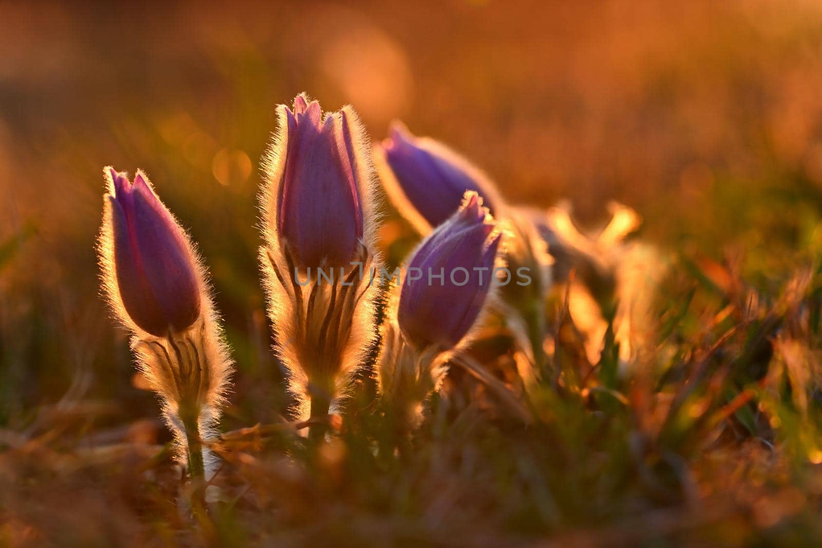 Spring flowers. Beautiful purple little furry pasque-flower. (Pulsatilla grandis) Blooming on meadow at the sunset.
