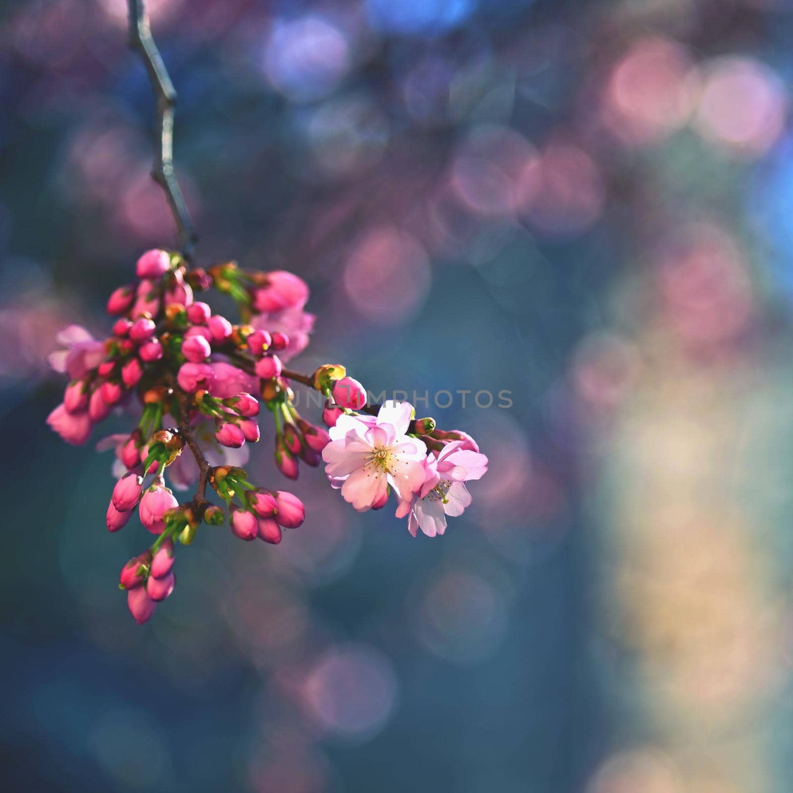 Beautiful blossom tree. Nature scene with sun in Sunny day. Spring flowers. Abstract blurred background in Springtime. 