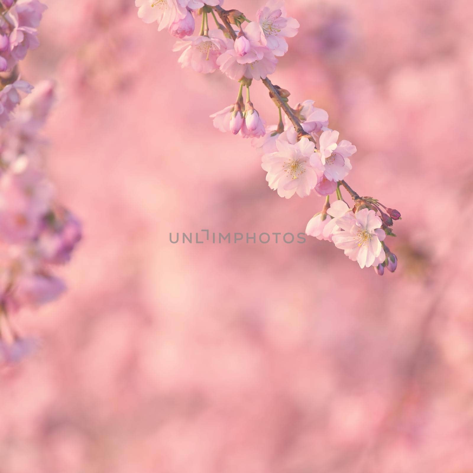 Beautiful blossom tree. Nature scene with sun in Sunny day. Spring flowers. Abstract blurred background in Springtime. 