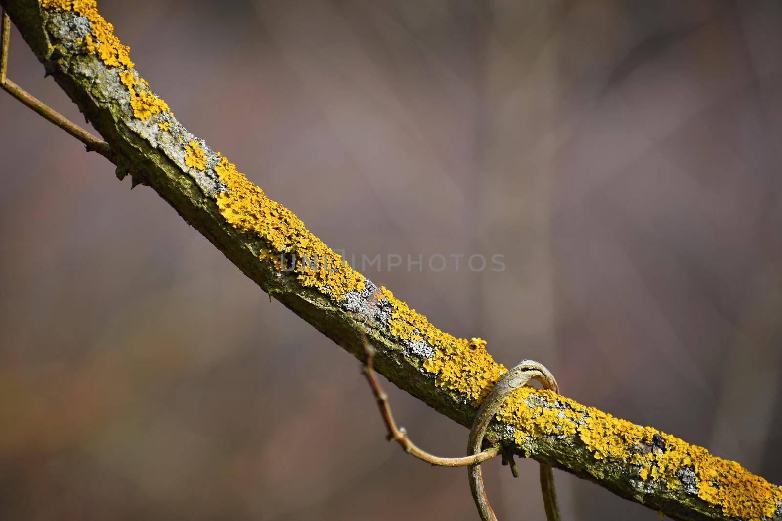 Tree branch with moss in forest. Natural colorful background.