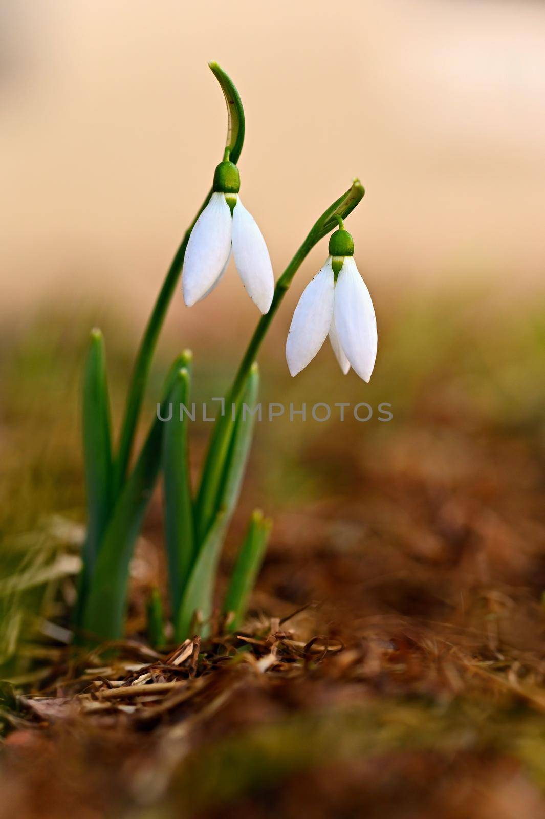 Spring - Flowers. Beautiful first spring plants - snowdrops. by Montypeter