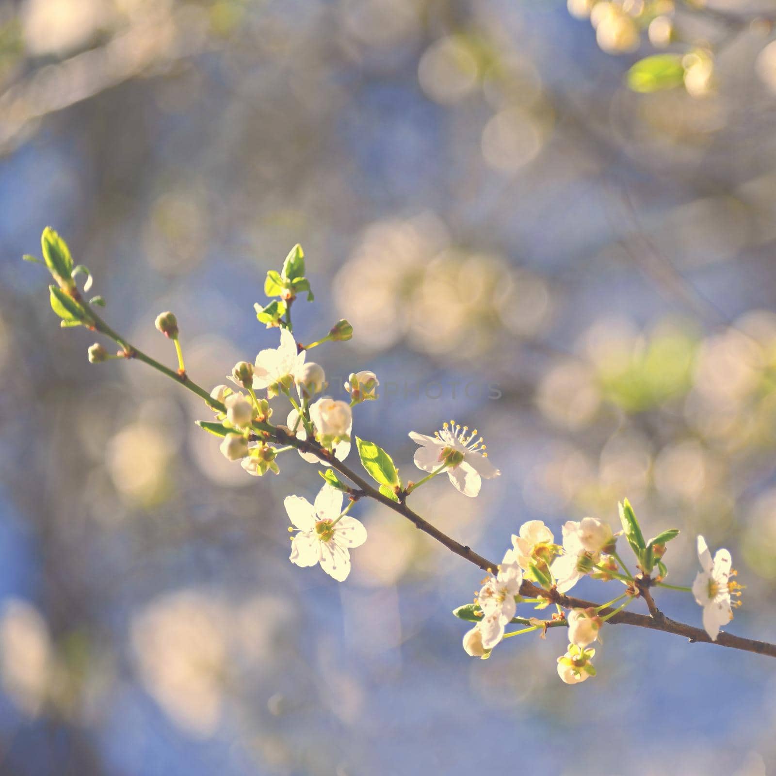 Beautiful blossom tree. Nature scene with sun in Sunny day. Spring flowers. Abstract blurred background in Springtime. 