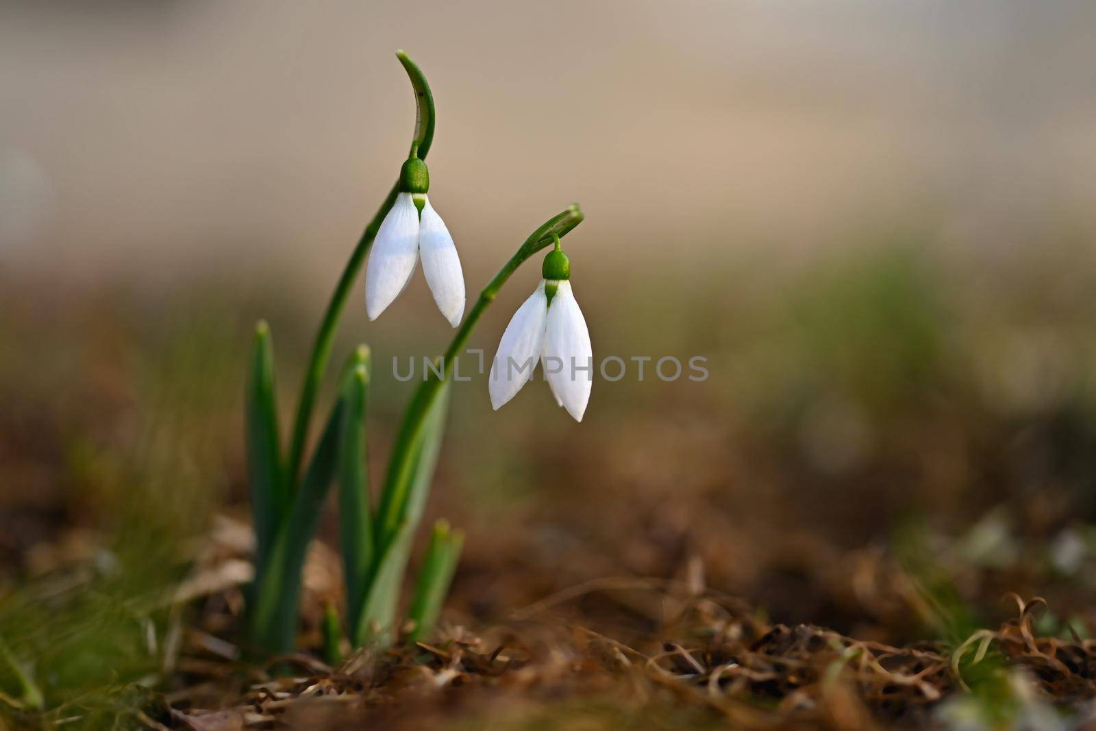 Snowdrops in grass in the garden. Beautiful first spring flowers. Colorful natural background.(Galanthus)
