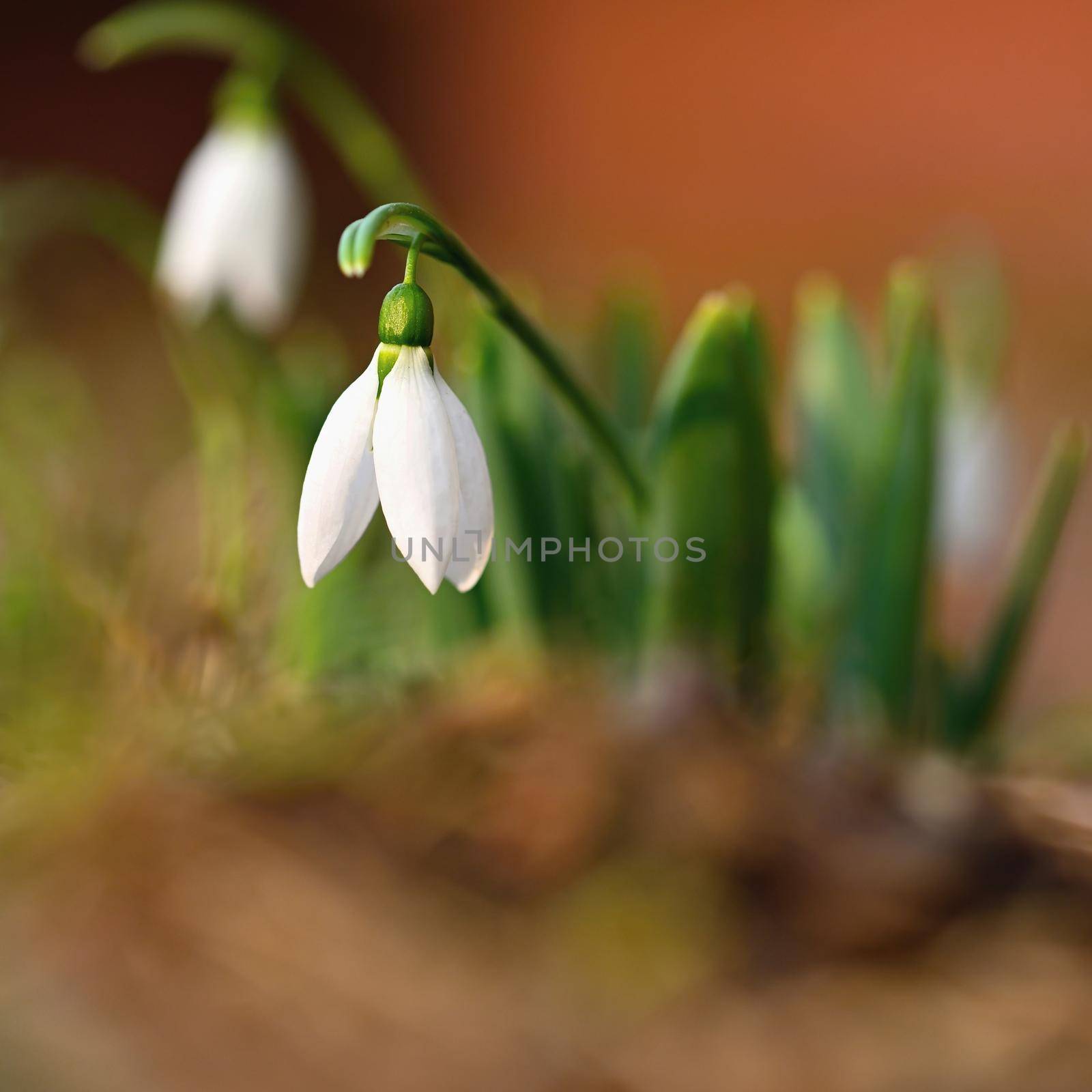 Spring - Flowers. Beautiful first spring plants - snowdrops. by Montypeter