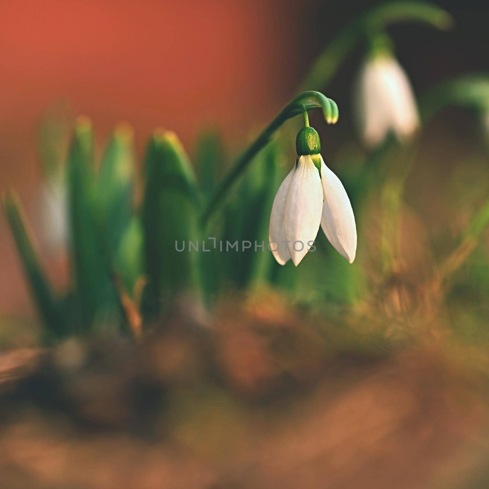 Spring flowers. Beautiful first spring plants - snowdrops. (Galanthus) A beautiful shot of nature with an old lens