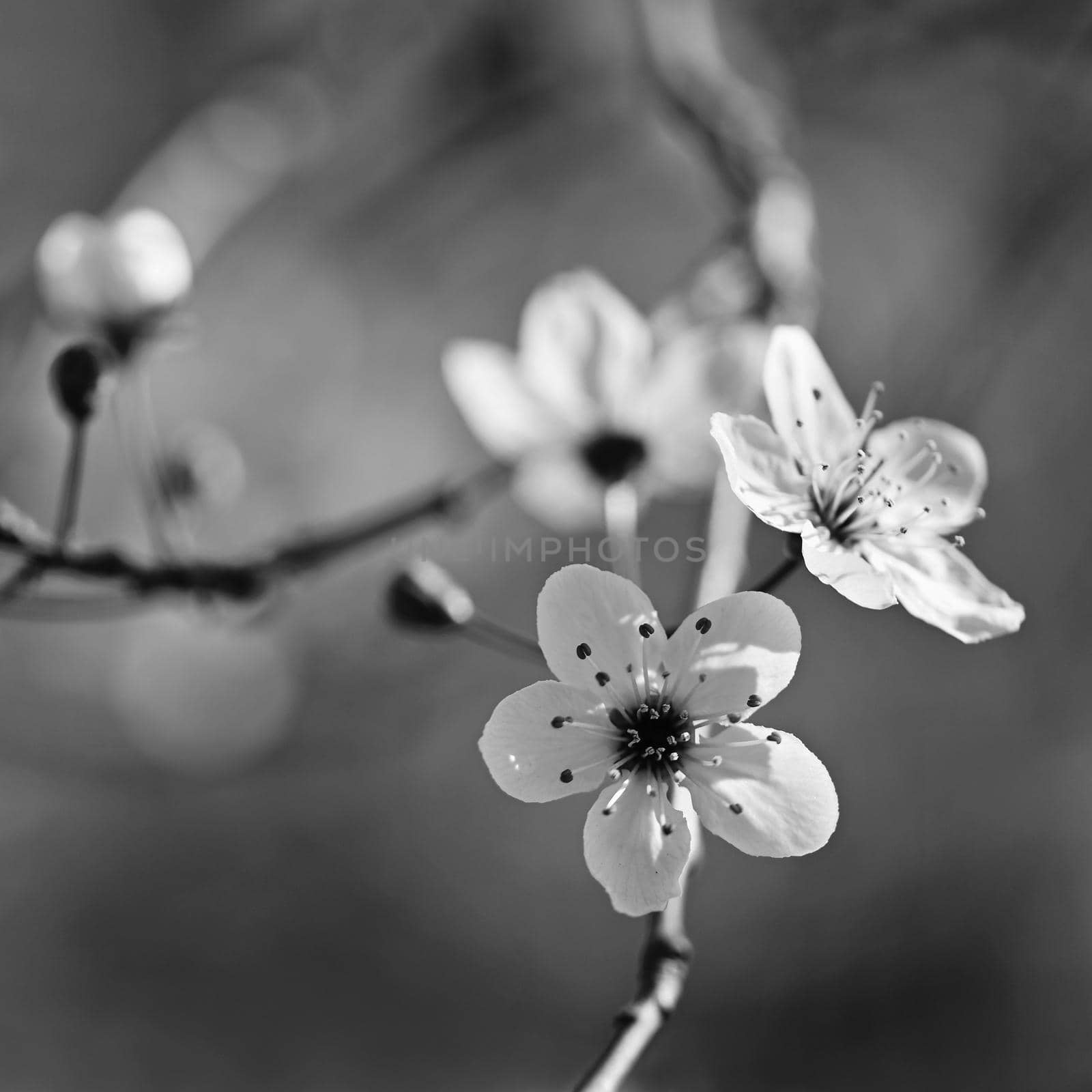 Spring tree - colorful nature. Beautiful flowering Japanese cherry - Sakura. Background with flowers on a spring day. 