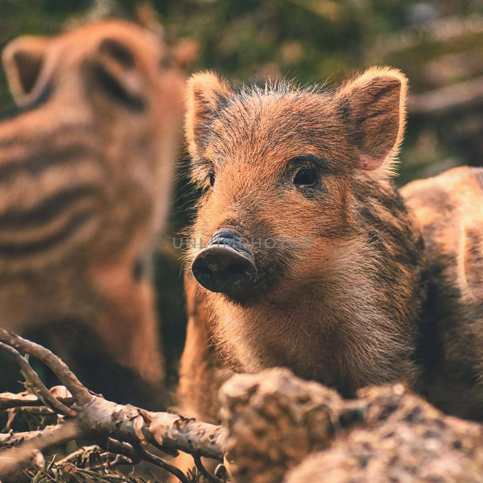 Beautiful little pigs wild in nature. Wild boar. Animal in the forest by Montypeter