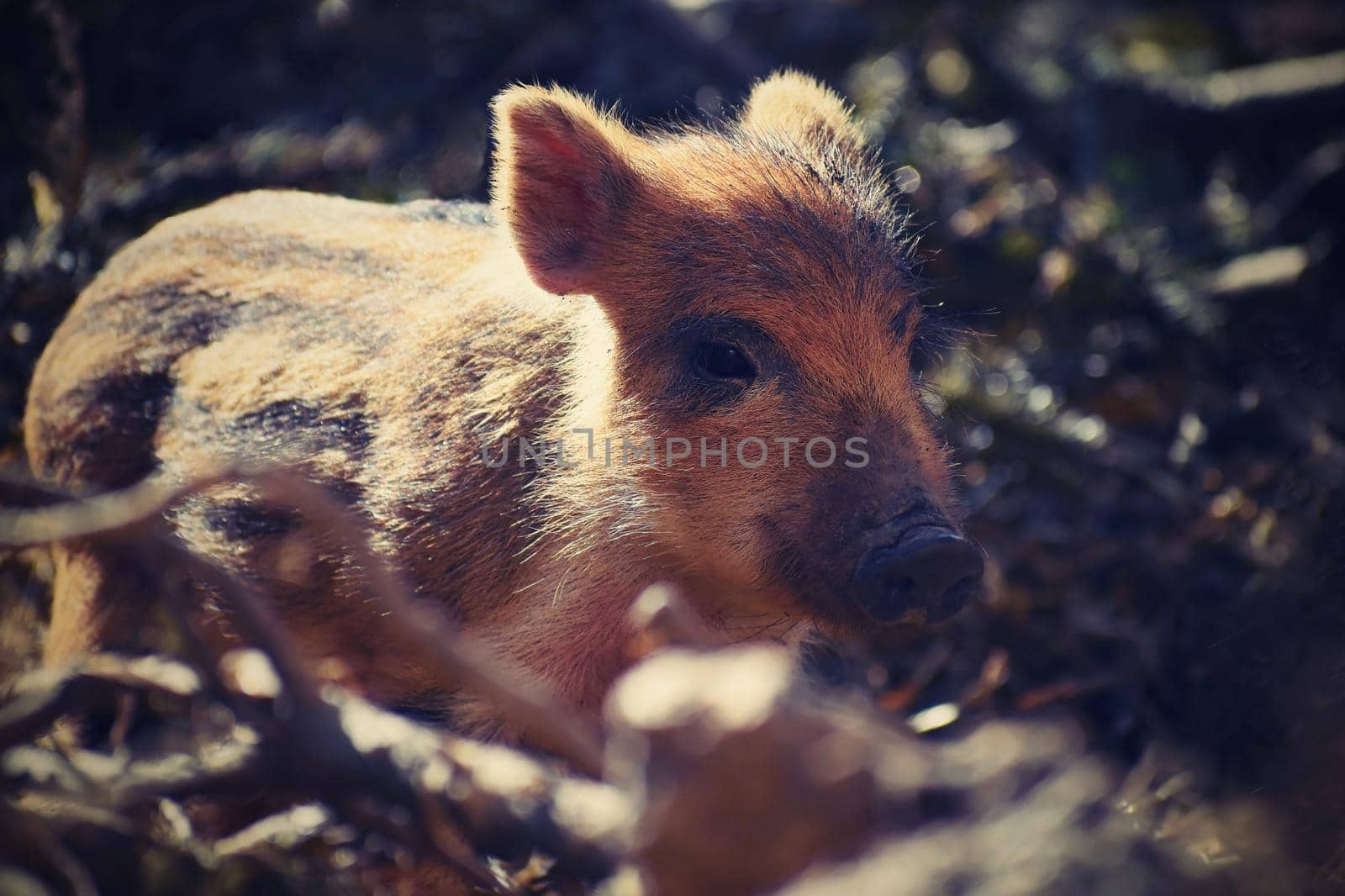 Beautiful little pigs wild in nature. Wild boar. Animal in the forest