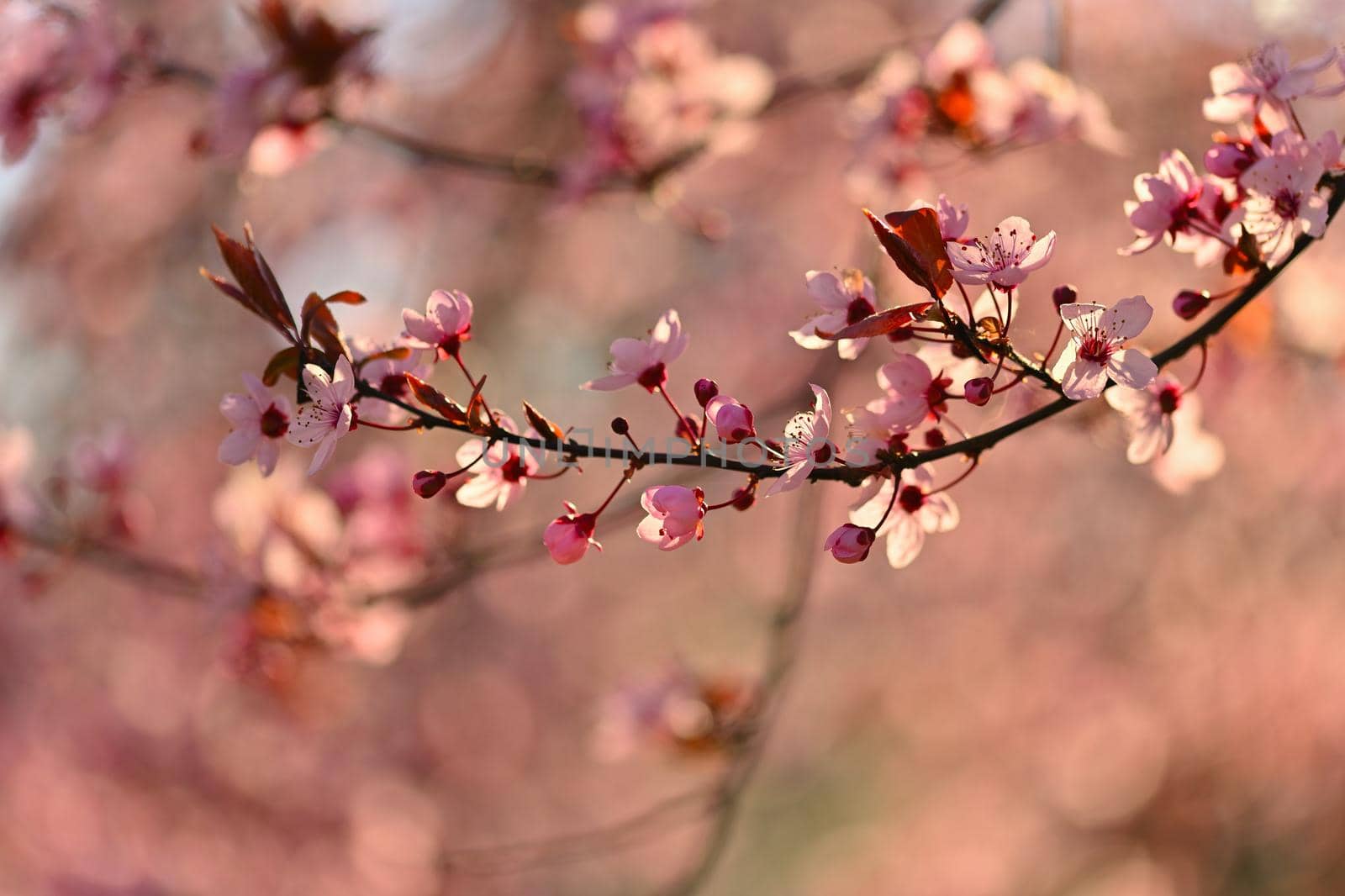Spring - Springtime. Japanese cherry Sakura. Beautifully blooming colorful tree in nature. Background with sunrays.