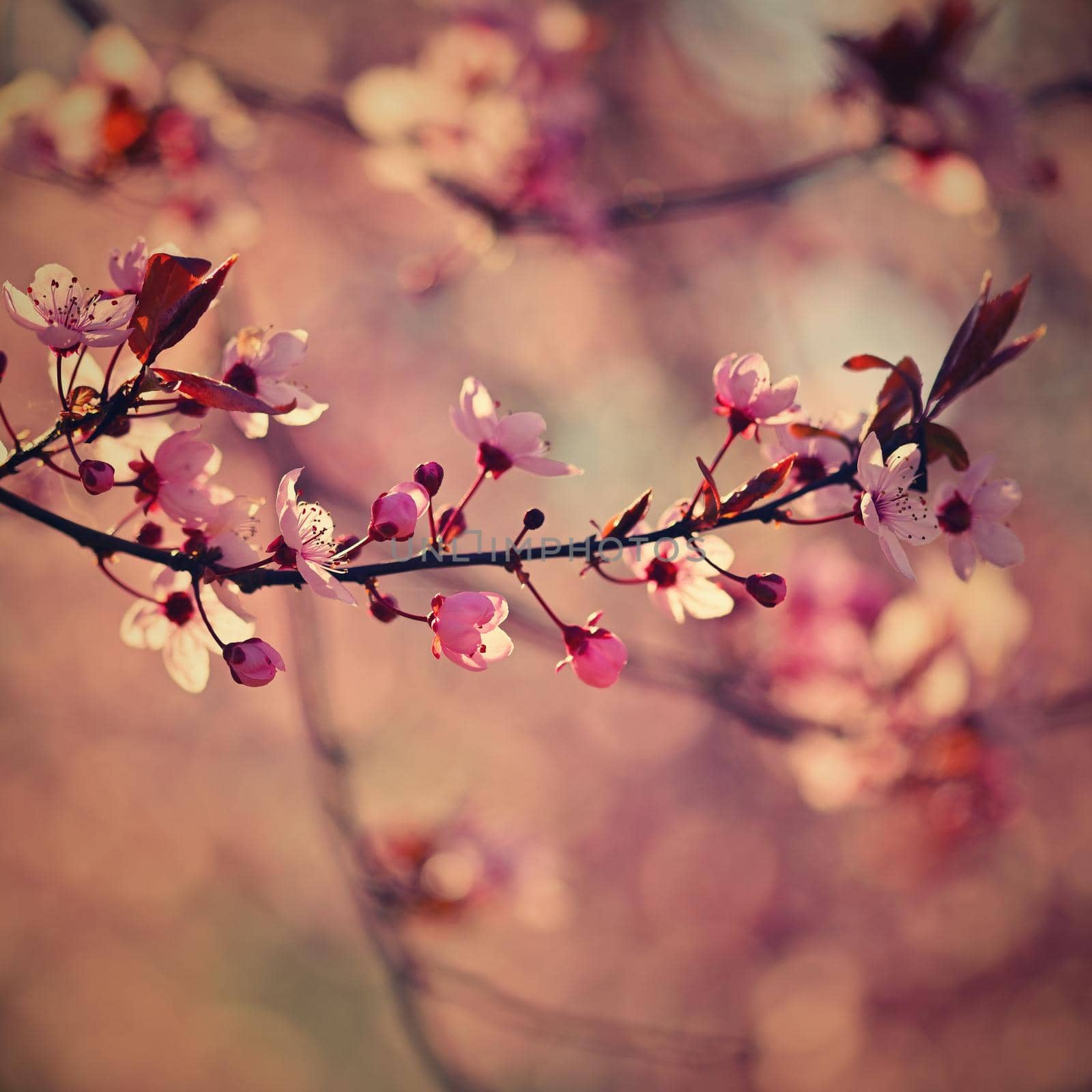 Spring tree - colorful nature. Beautiful flowering Japanese cherry - Sakura. Background with flowers on a spring day. 