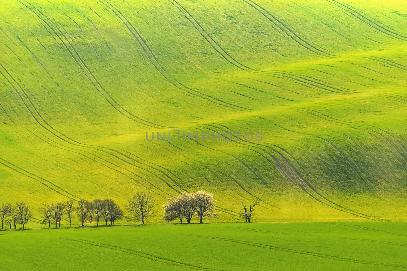 Beautiful spring landscape with field of grass hills at sunset. Waves in nature Moravian Tuscany - Czech Republic - Europe.
