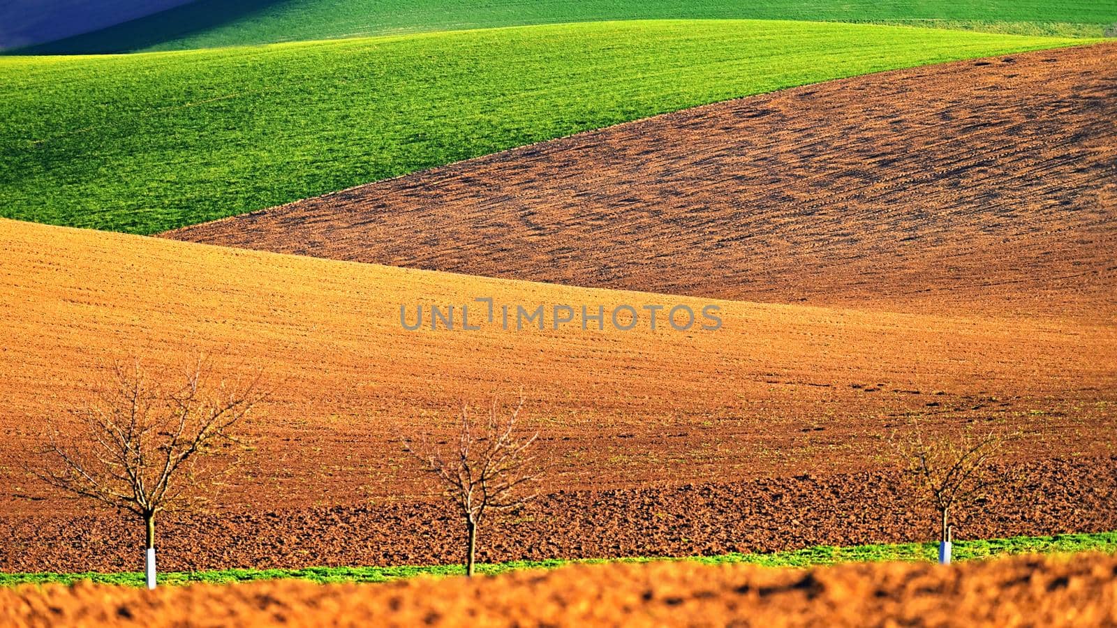 Beautiful spring landscape with field of grass hills at sunset. Waves in nature Moravian Tuscany - Czech Republic - Europe.