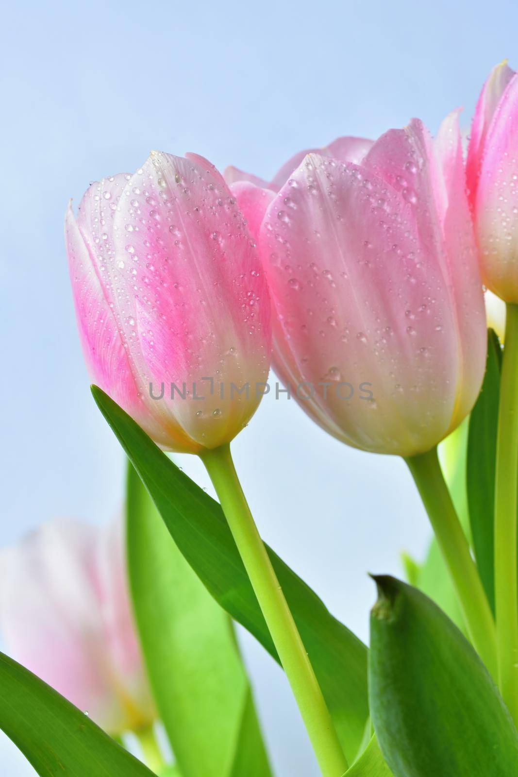 Beautiful delicate spring flowers - pink tulips. Pastel colors and isolated on a pure background. Close-up of flowers with drops of water. Nature concept for spring time. by Montypeter