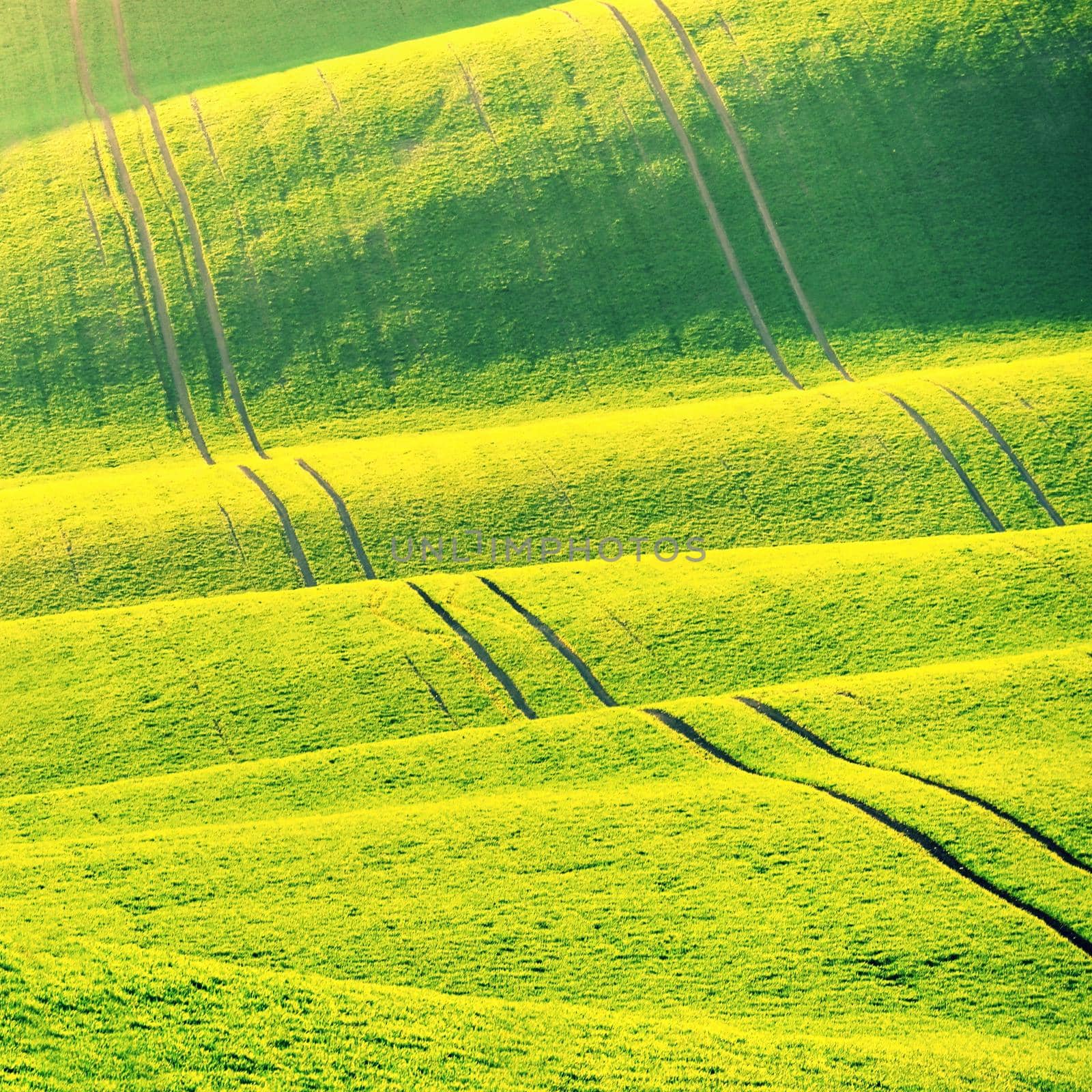 Beautiful spring landscape with field of grass hills at sunset. Waves in nature Moravian Tuscany - Czech Republic - Europe. by Montypeter