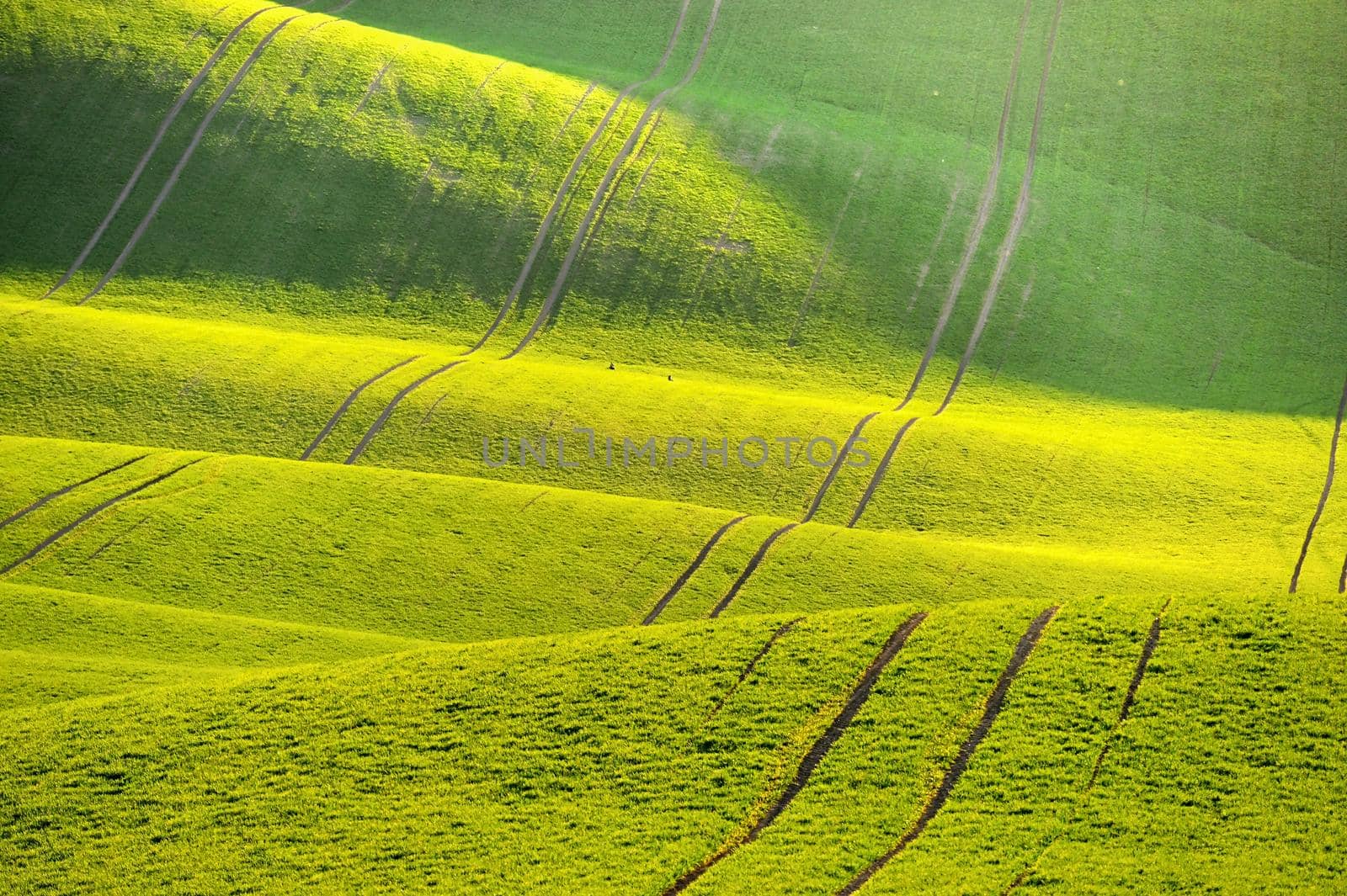 Green spring nature background with setting sun and grass. Waves on the field.  Moravian Tuscany - Czech Republic - Europe.