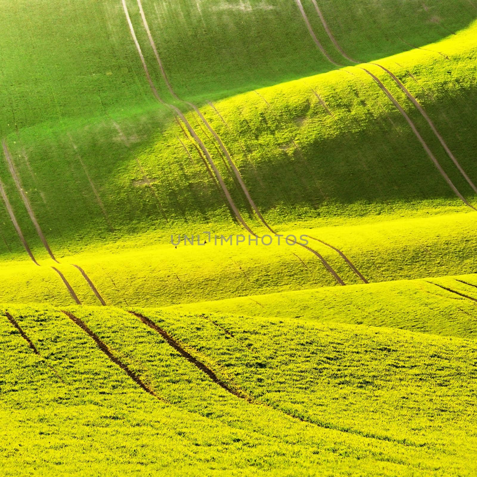 Green spring nature background with setting sun and grass. Waves on the field.  Moravian Tuscany - Czech Republic - Europe. by Montypeter