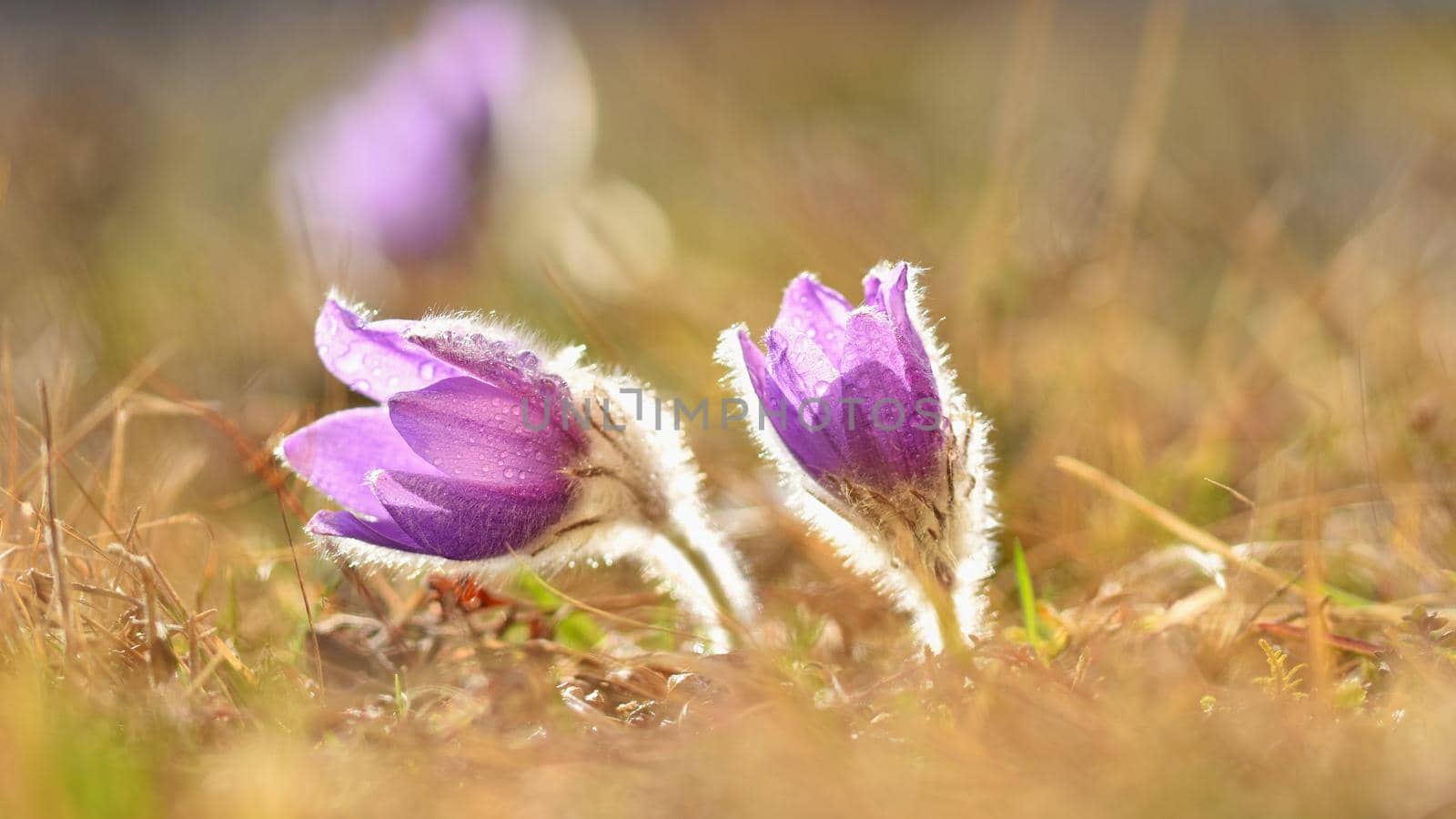 Spring. Beautiful blossoming flower on a meadow.
Pasque flower and sun with a natural colored background. (Pulsatilla grandis)