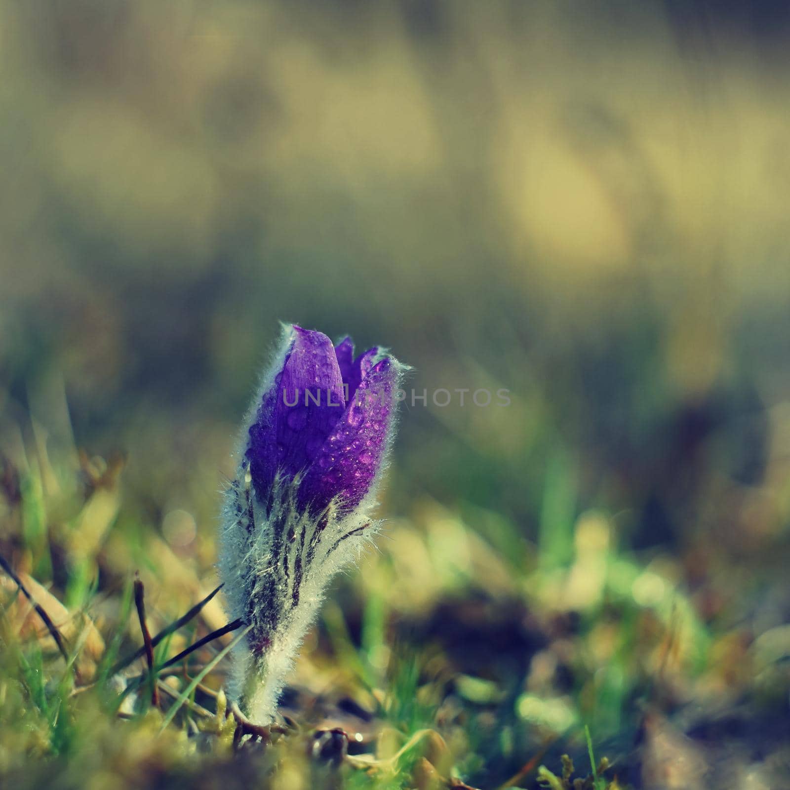 Spring flowers. Beautifully blossoming pasque flower and sun with a natural colored background. (Pulsatilla grandis) by Montypeter