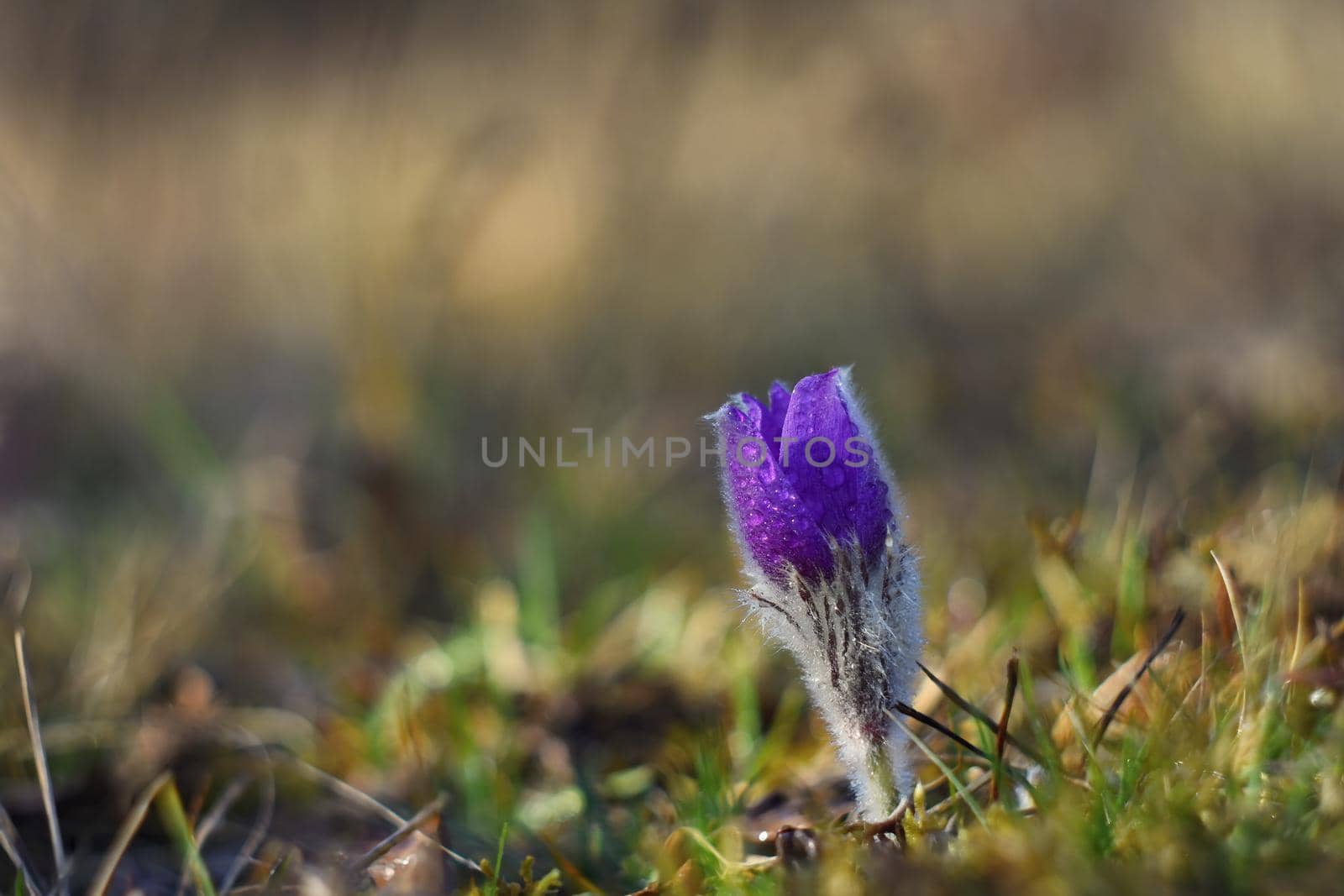 Spring flowers. Nature and meadow at sunset. Seasonal concept for springtime. Beautifully blossoming pasque flower and sun with a natural colored background. (Pulsatilla grandis).