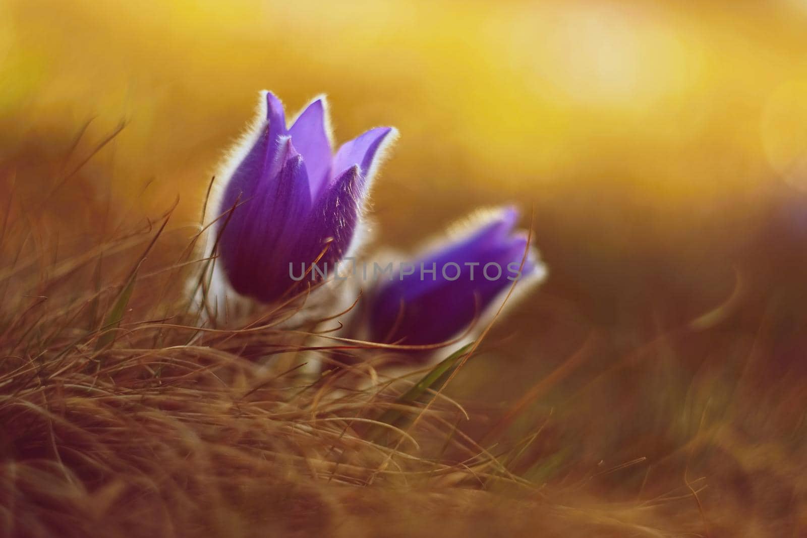 Springtime and spring flower. Beautiful purple little furry pasque-flower. (Pulsatilla grandis) Blooming on spring meadow at the sunset