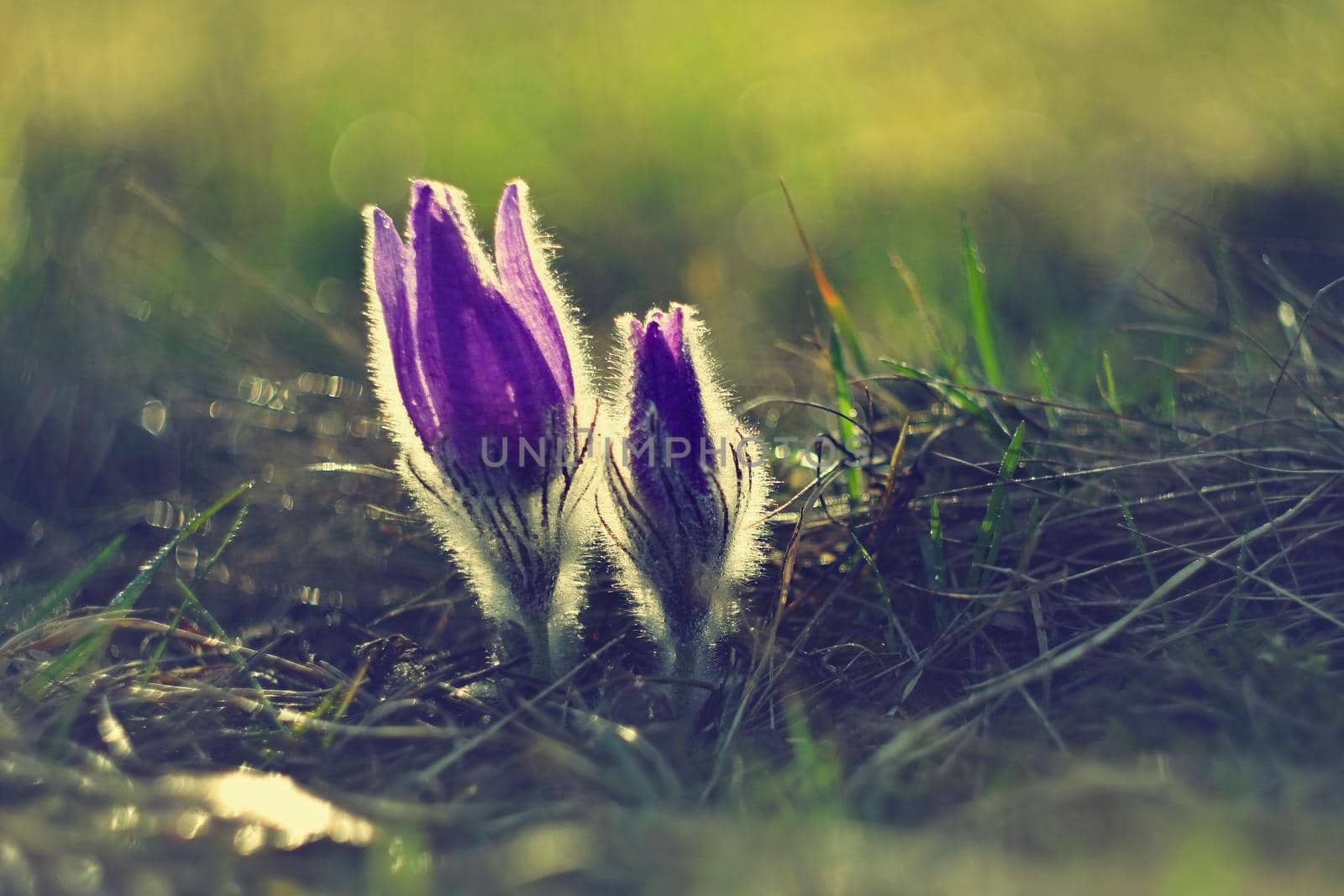 Spring flowers. Beautifully blossoming pasque flower and sun with a natural colored background. Detail of beautiful spring nature (Pulsatilla grandis)