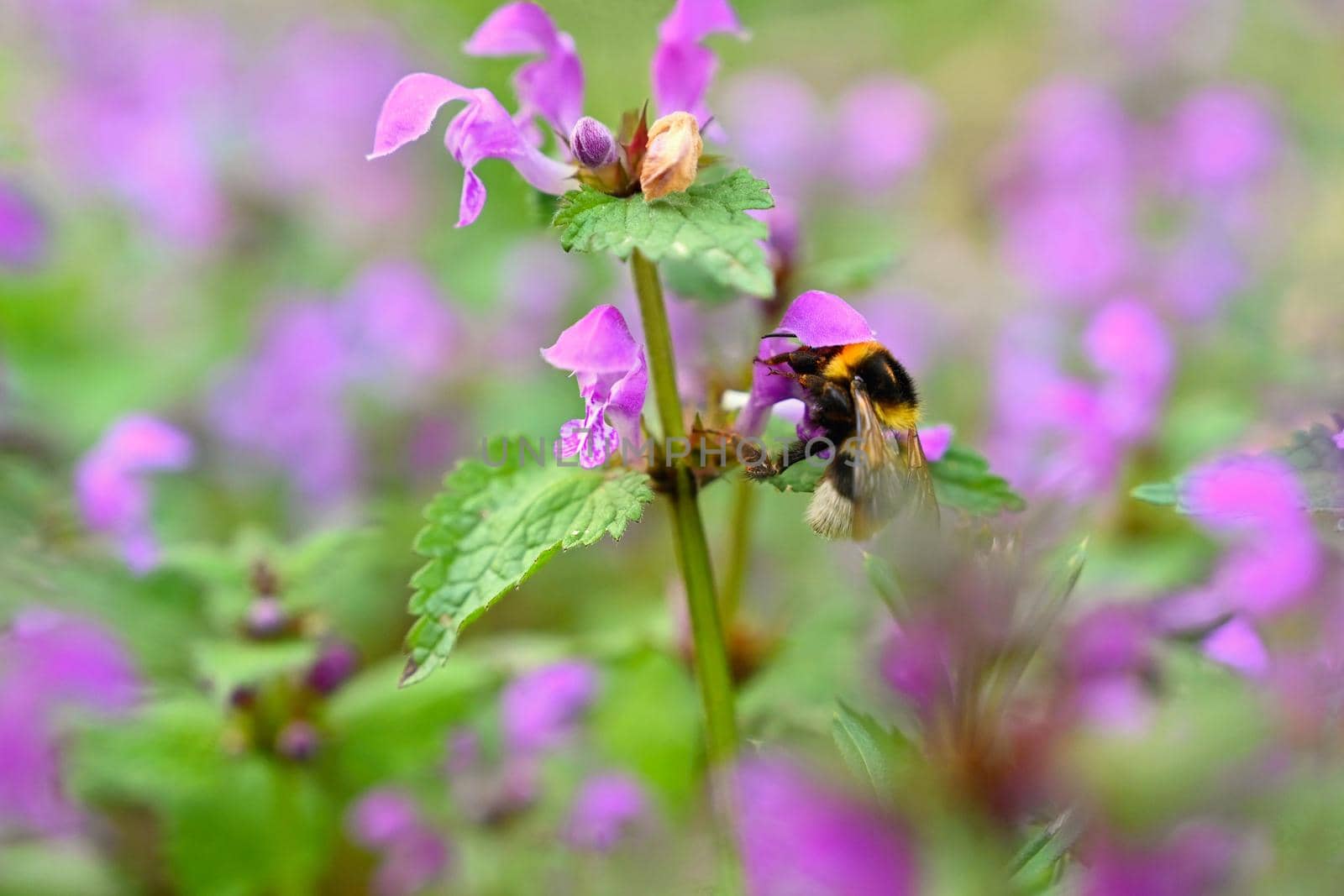 Beautiful colorful spring background with flowers and bumblebee in nature.