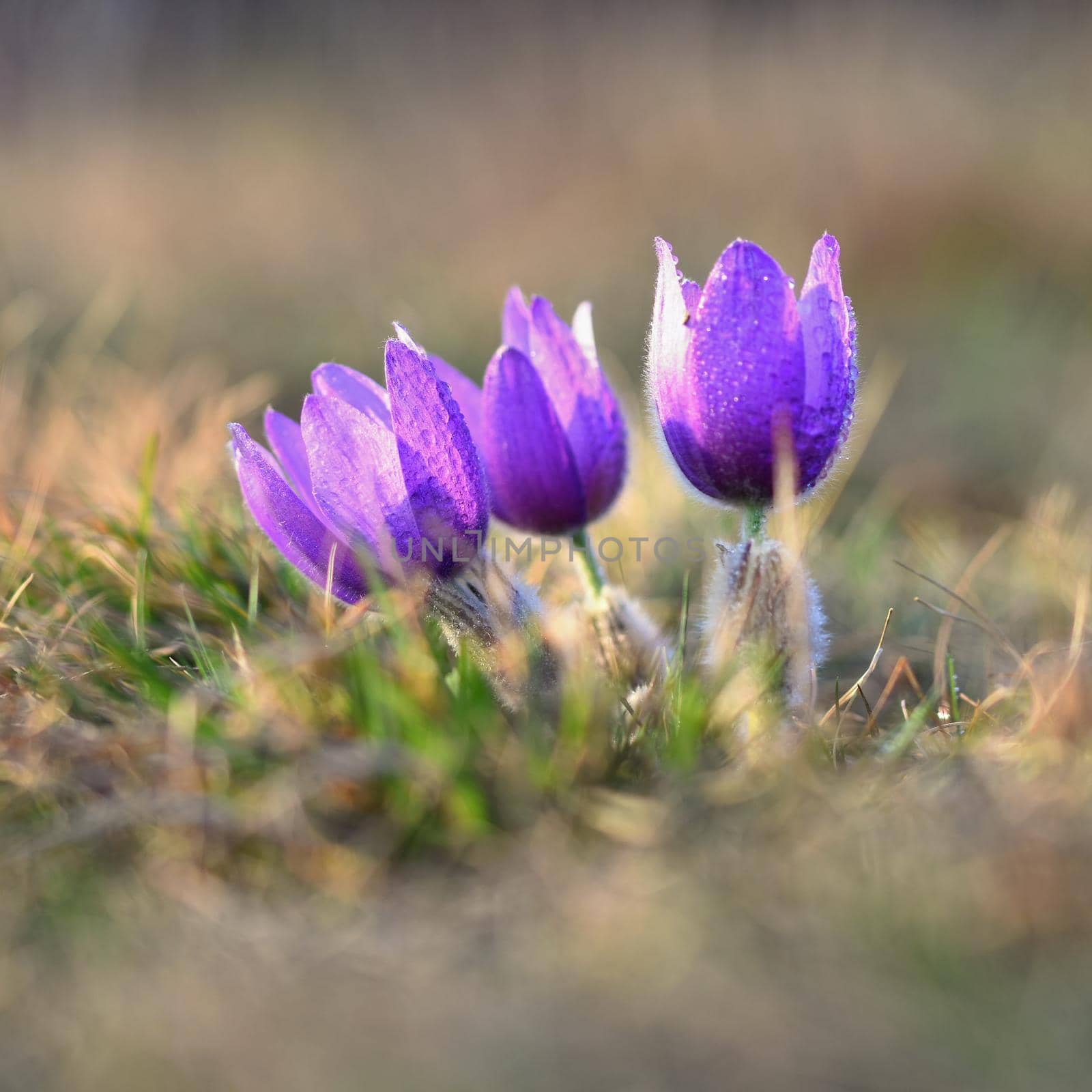 Springtime and spring flower. Beautiful purple little furry pasque-flower. (Pulsatilla grandis) Blooming on spring meadow at the sunset. by Montypeter