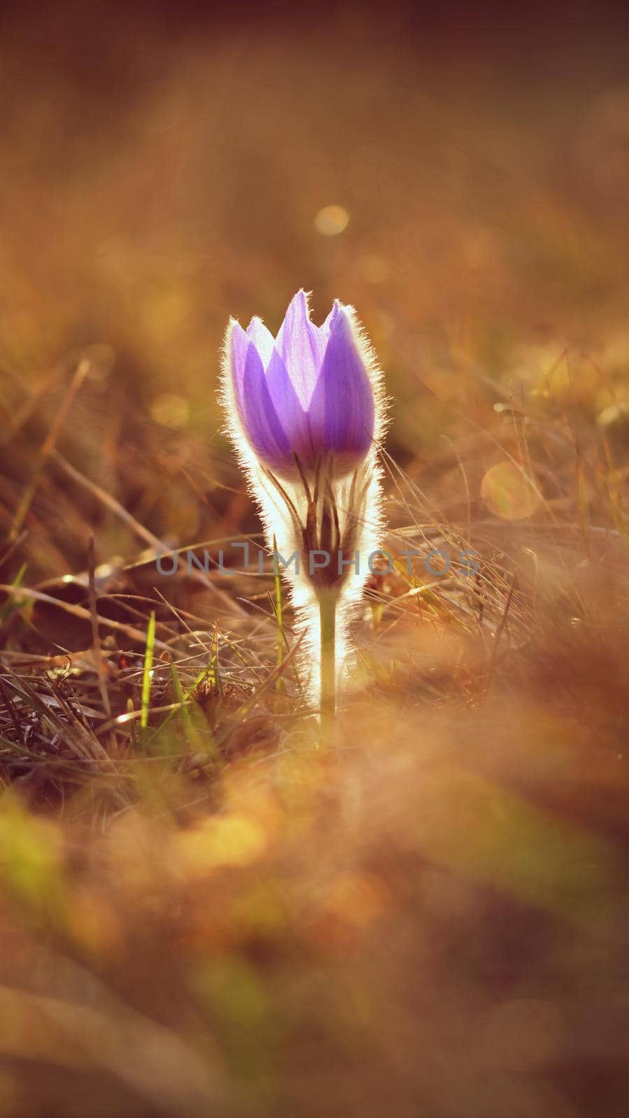 Spring flowers. Beautifully blossoming pasque flower and sun with a natural colored background. Detail of beautiful spring nature (Pulsatilla grandis) by Montypeter