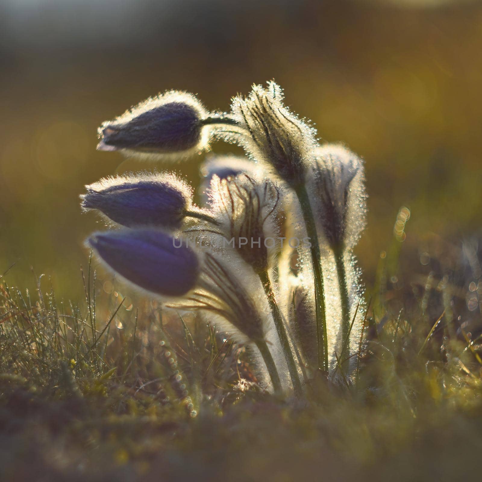 Spring-springtime. Beautiful blossoming flower on a meadow. by Montypeter