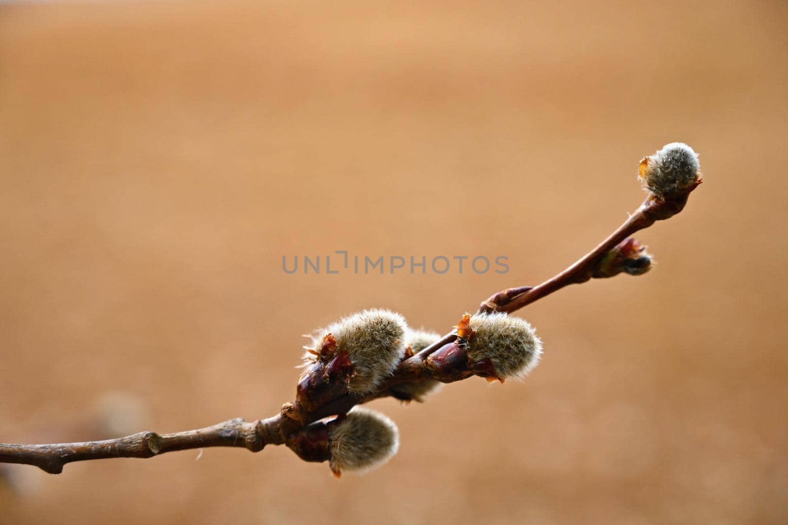 Beautiful blooming tree as a symbol of spring and springtime. Blooming Willow. Salix caprea. 