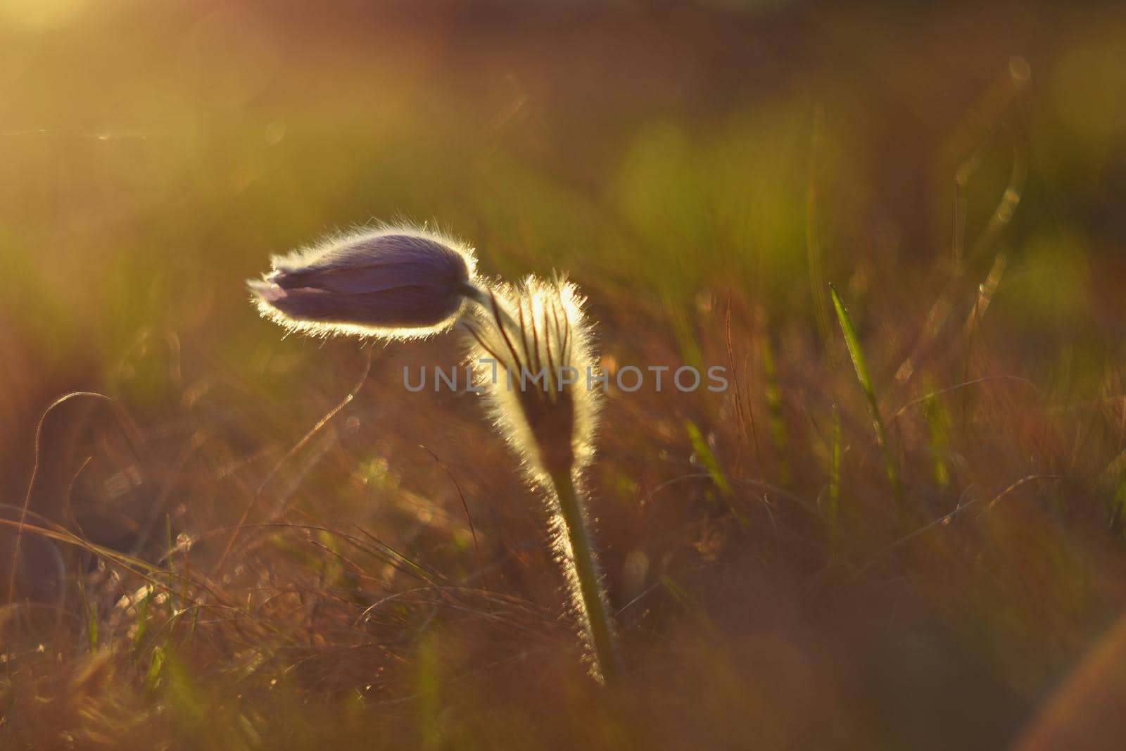 Spring flowers. Beautifully blossoming pasque flower and sun with a natural colored background. (Pulsatilla grandis)