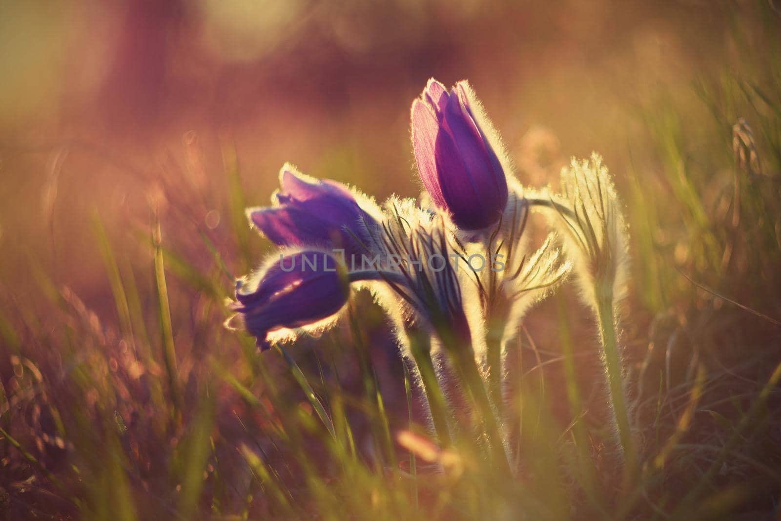 Springtime flower. Beautiful purple little furry pasque-flower. (Pulsatilla grandis) Blooming on spring meadow at the sunset.