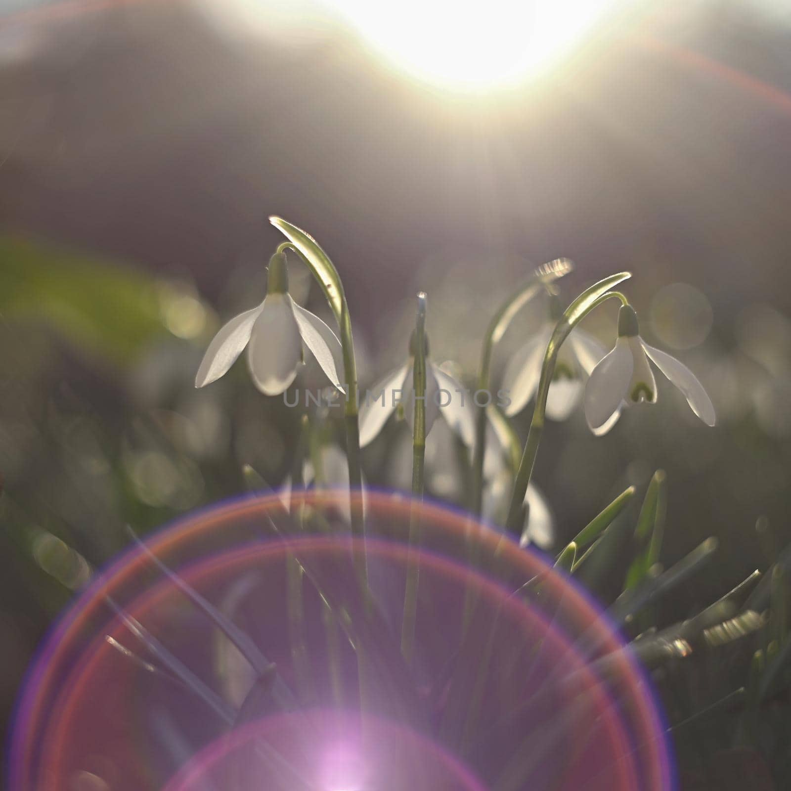 Spring - Flowers. Beautiful first spring plants - snowdrops. (Galanthus). A beautiful shot of nature with an old lens by Montypeter