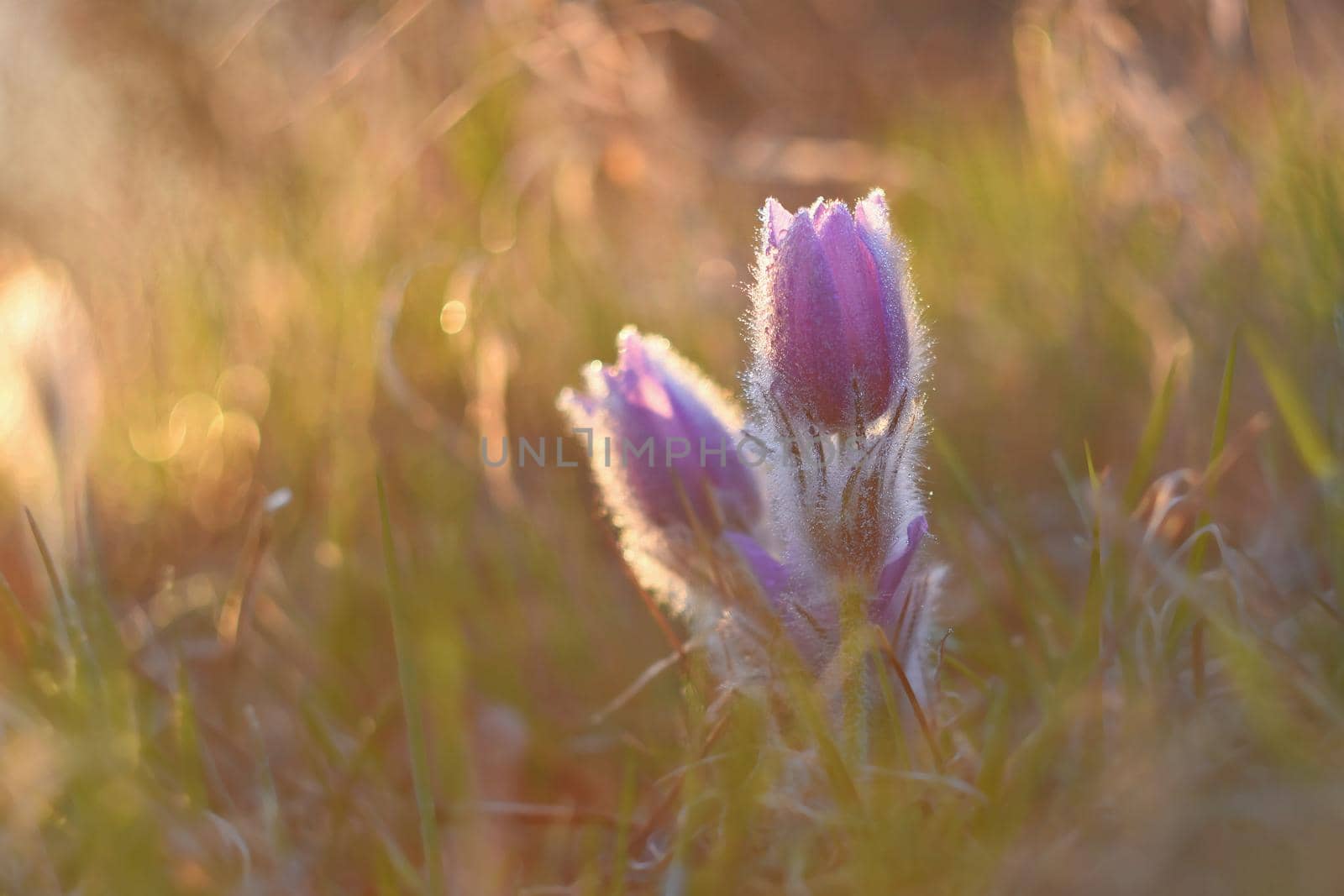 Spring. Beautiful blossoming flower on a meadow.
Pasque flower and sun with a natural colored background. (Pulsatilla grandis)