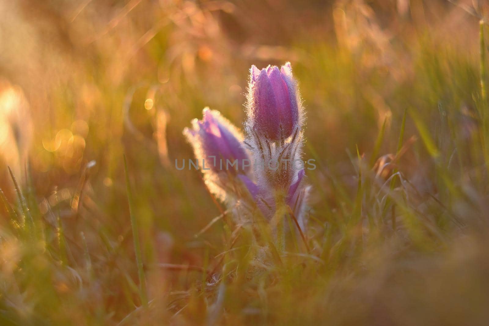 Spring flower. Nature with meadow and sunset. Seasonal concept for springtime. Beautifully blossoming pasque flower and sun with a natural colored background. (Pulsatilla grandis)