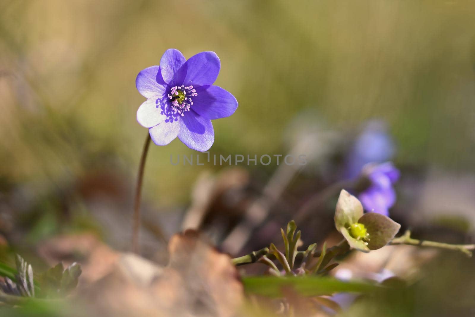 Spring flower. Beautiful blooming first small flowers in the forest. Hepatica. (Hepatica nobilis)