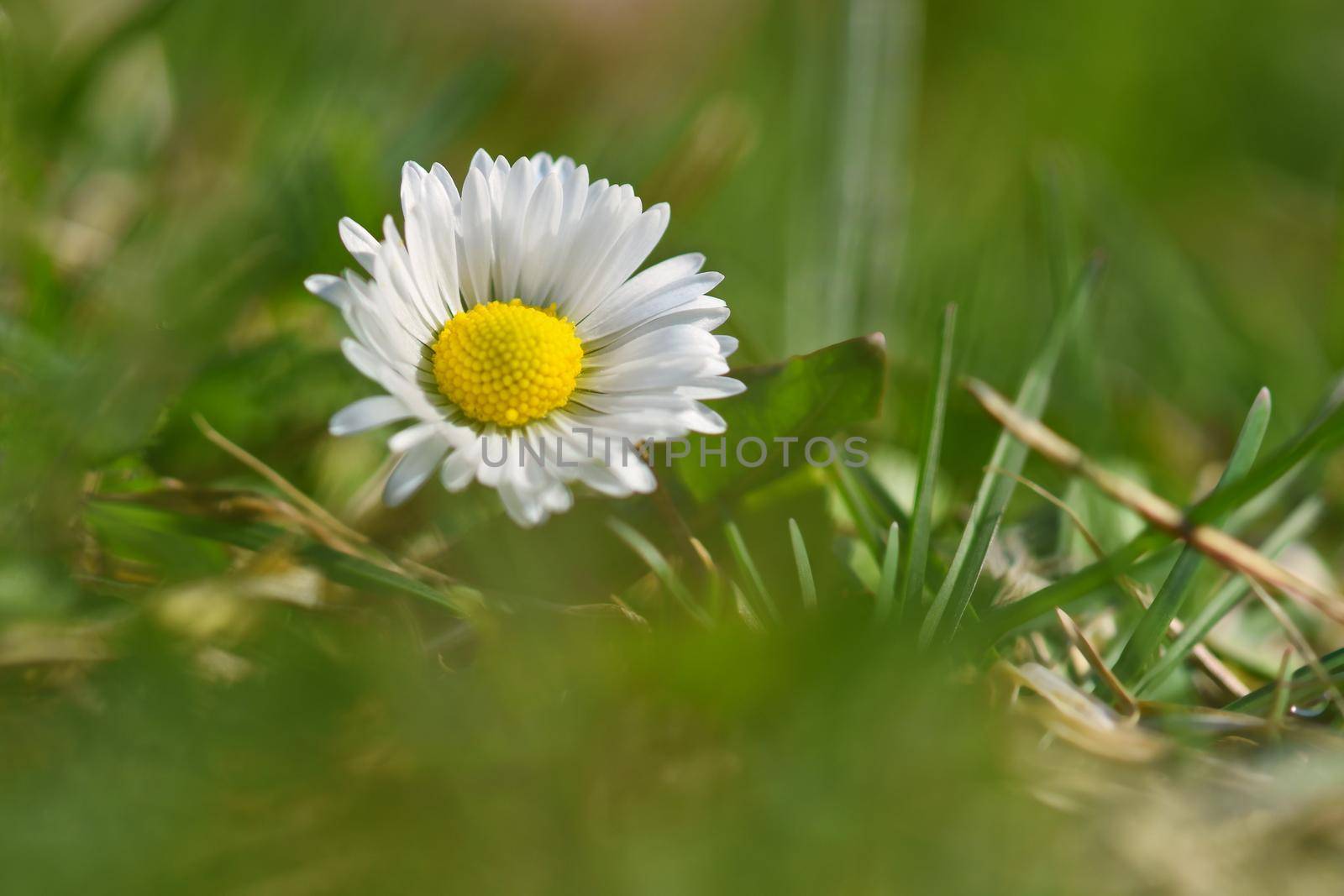 Beautiful blooming daisies in spring meadow.Abstract blurred background. Springtime. Photos old lens