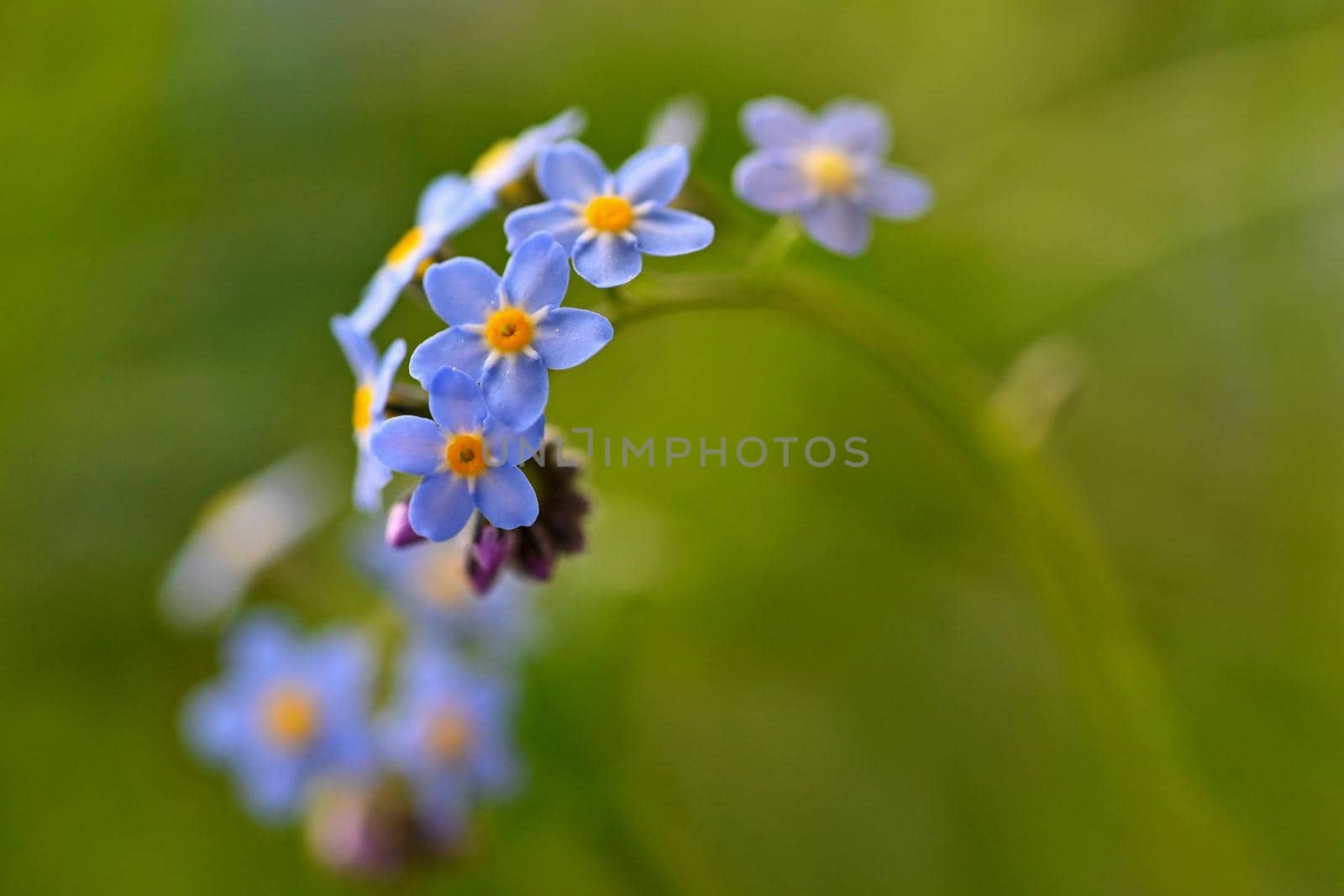Beautiful blue small flowers - forget-me-not flower. Spring colorful nature background. (Myosotis sylvatica)
