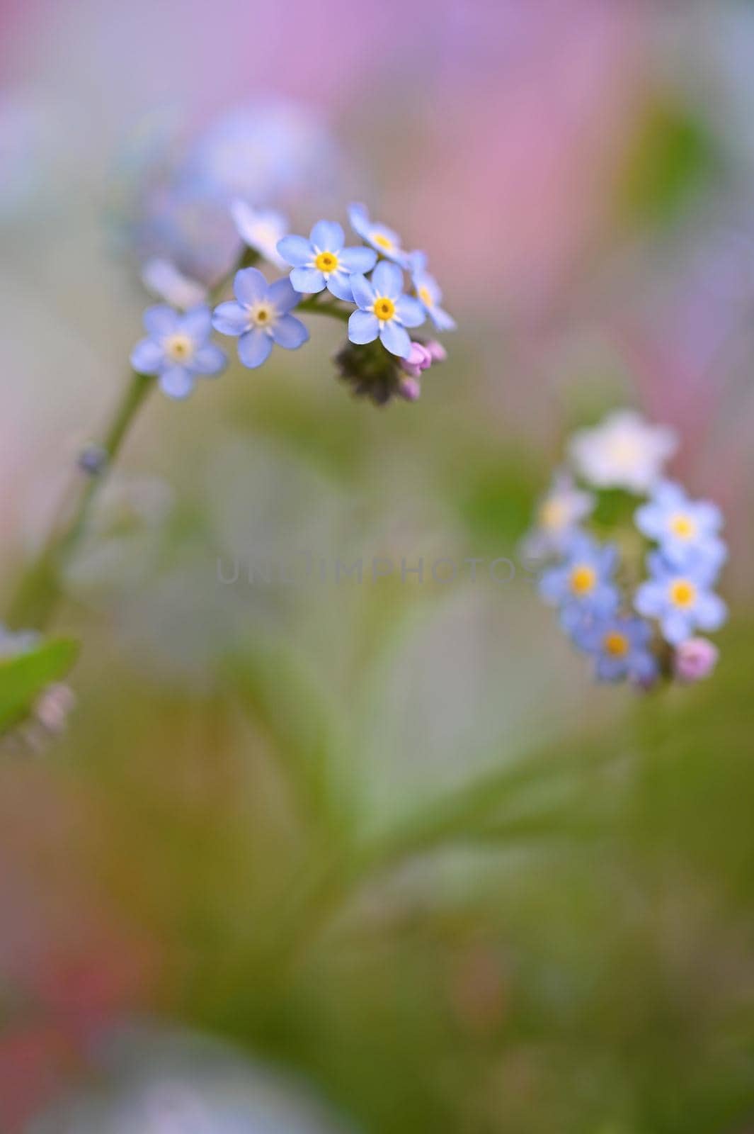 Beautiful blue small flowers - forget-me-not flower. Spring colorful nature background. (Myosotis sylvatica)