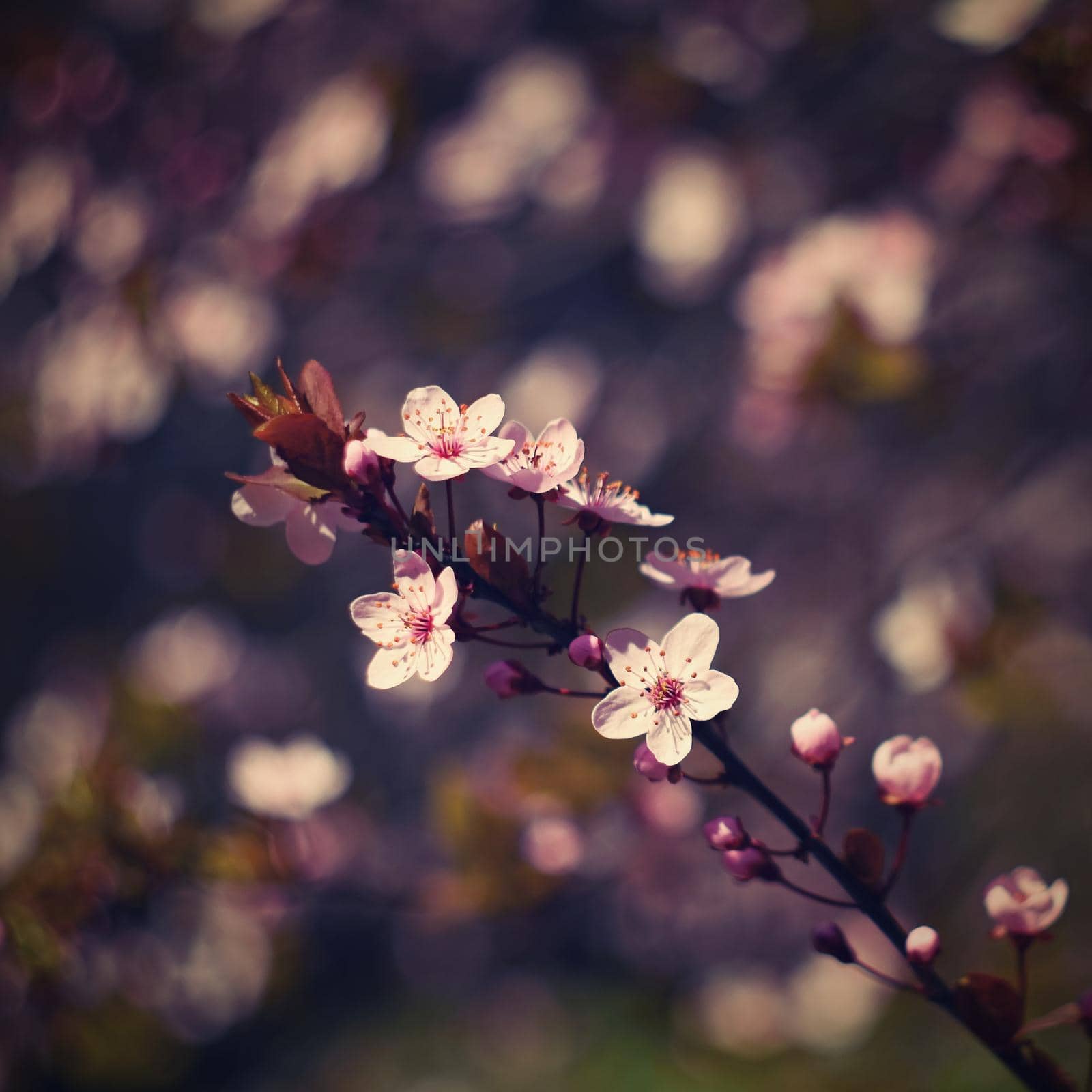 Spring flowers. Beautifully blossoming tree branch. Cherry - Sakura and sun with a natural colored background.