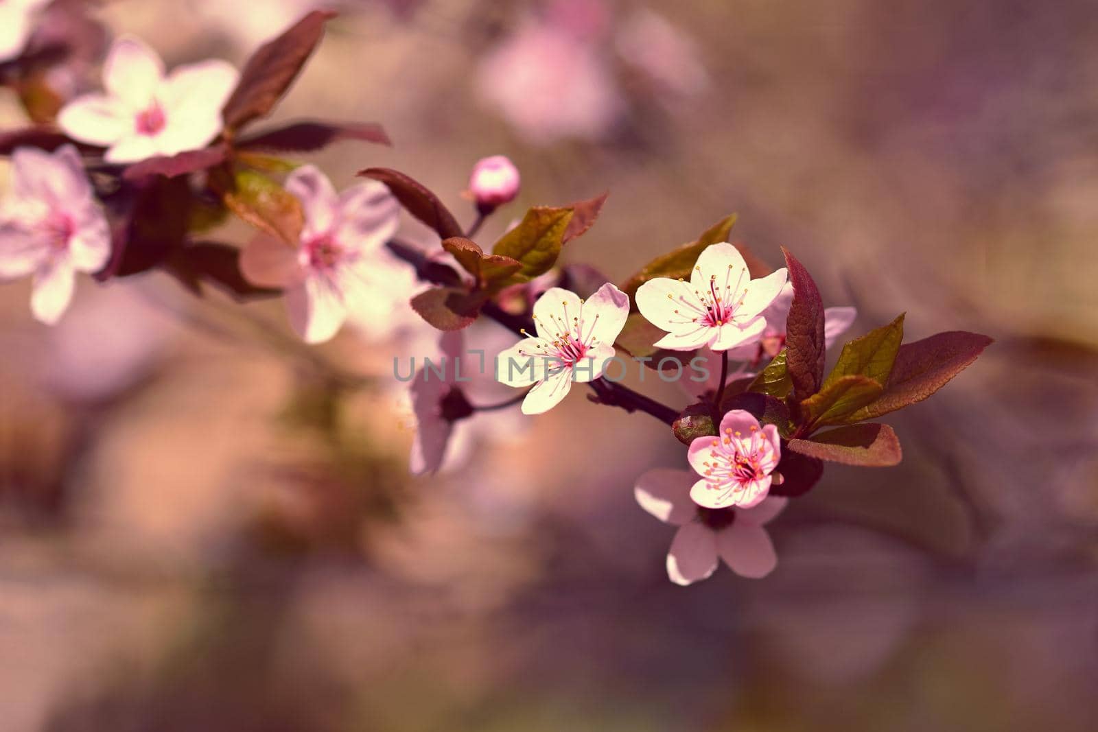 Spring flowers. Beautifully blossoming tree branch. Cherry - Sakura and sun with a natural colored background.