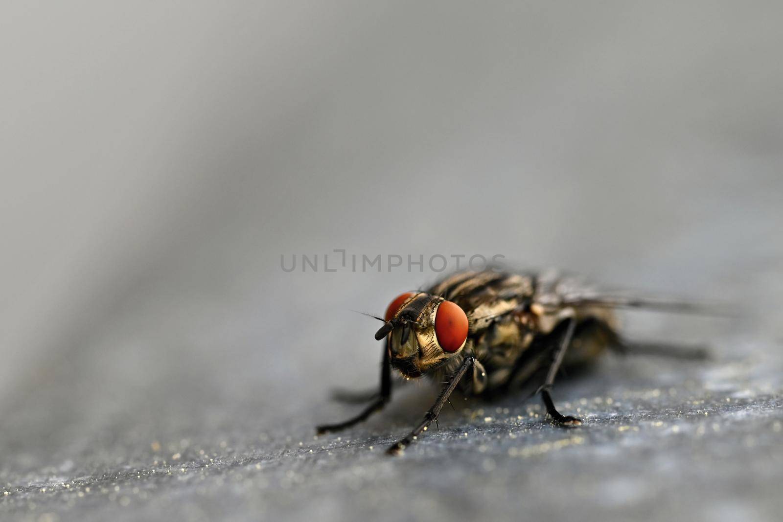 Insects close up. Beautiful macro shot of a fly.