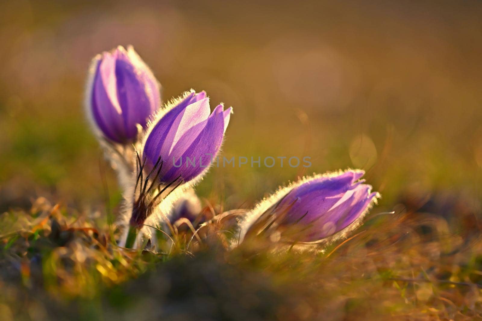 Spring flower. Nature - meadow and sunset. Seasonal concept for springtime. Beautifully blossoming pasque flower and sun with a natural colored background. (Pulsatilla grandis) 