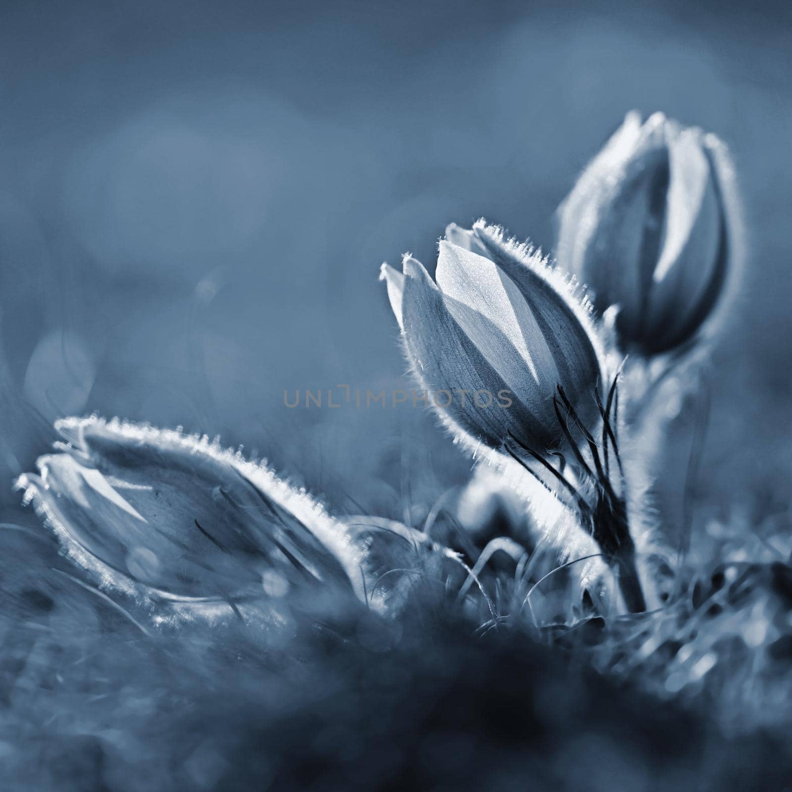 Springtime season. Beautifully spring flowers blossoming pasque flower in the sunset with a natural colored background. (Pulsatilla grandis)