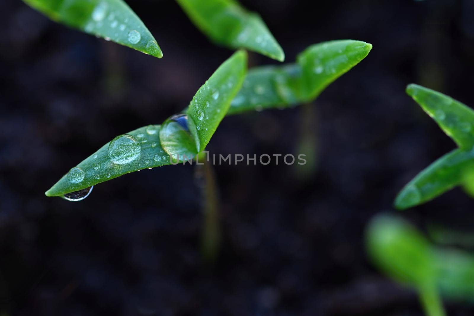 Green sprout growing from ground. Dewy young leaves sprouting plants. Spring background - garden.