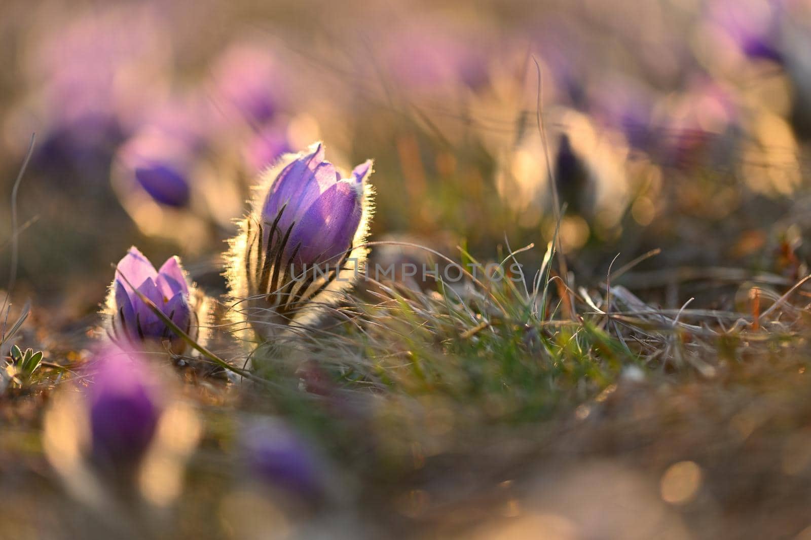 Spring background with flowers on meadow. Beautiful blooming pasque flower at sunset. Spring nature, colorful natural blurred background