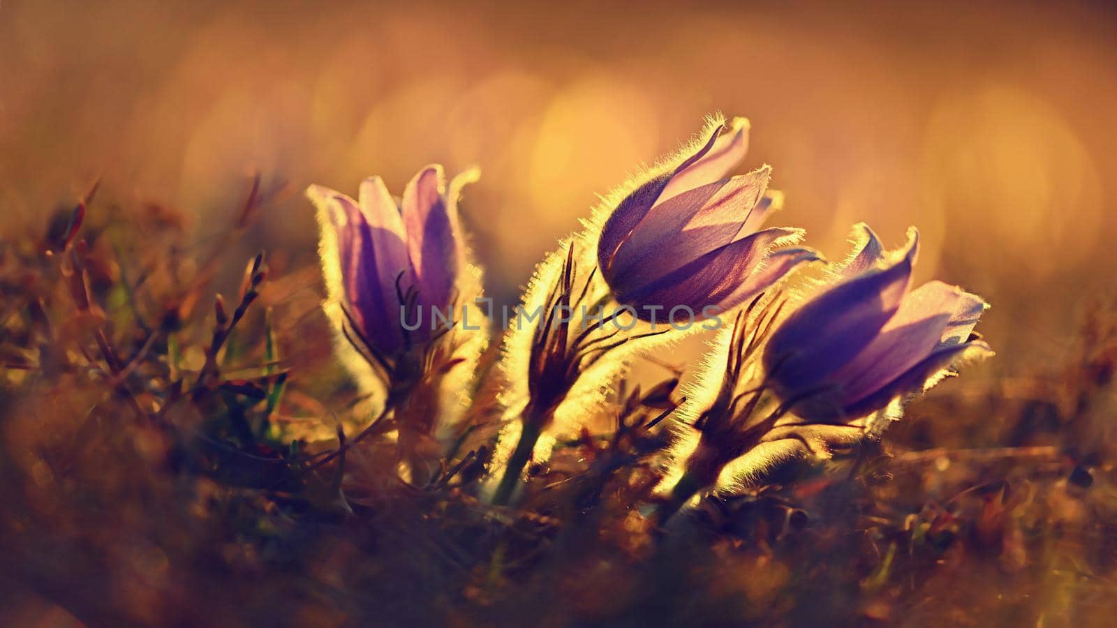 Spring background with flowers on meadow. Beautiful blooming pasque flower at sunset. Spring nature, colorful natural blurred background