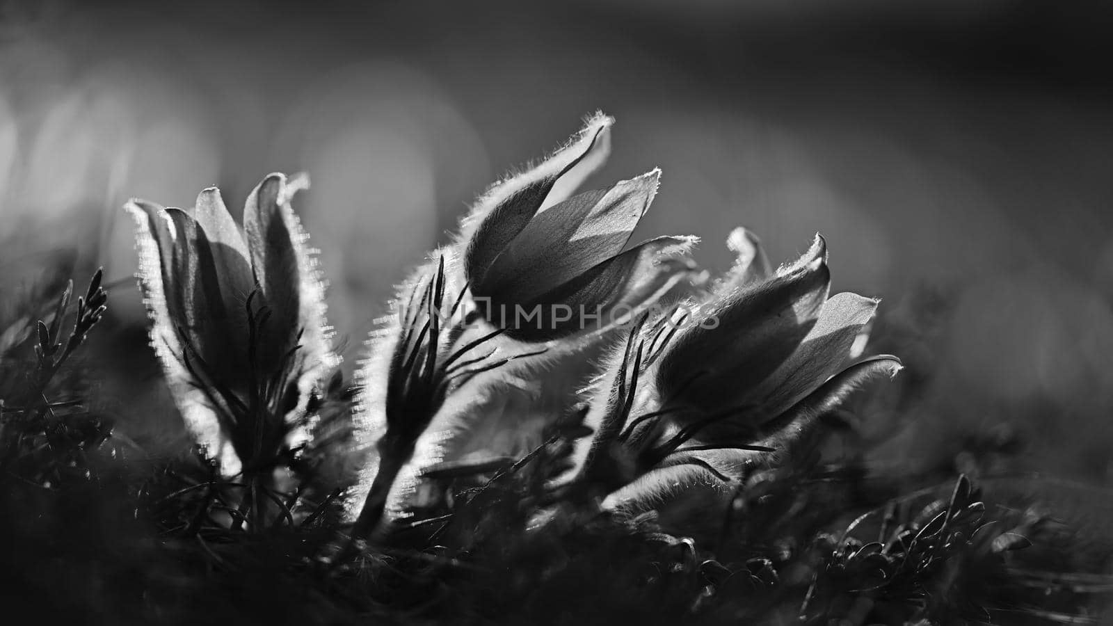 Springtime season. Beautifully spring flowers blossoming pasque flower in the sunset with a natural colored background. (Pulsatilla grandis)