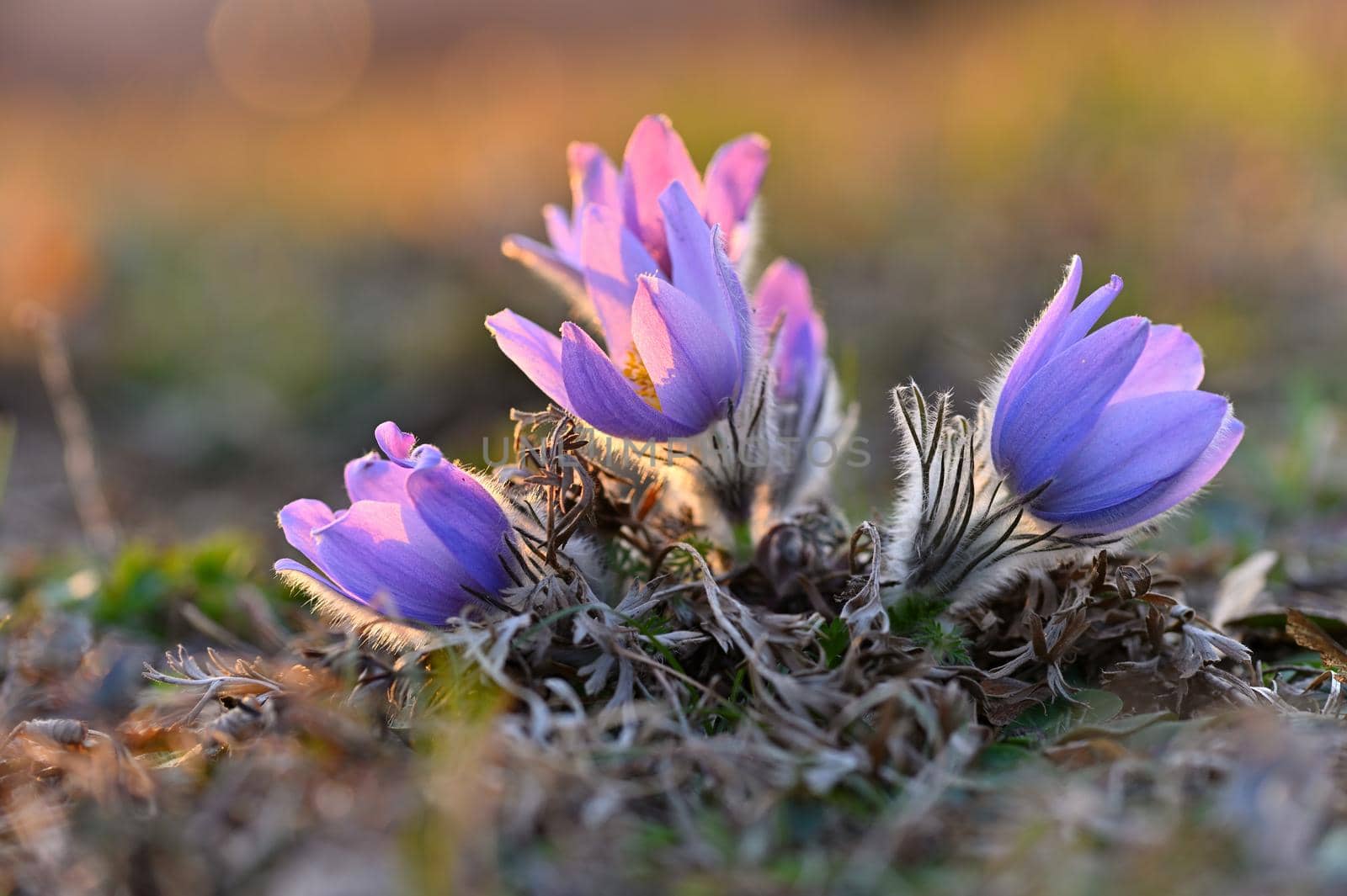 Spring background with flowers on meadow. Beautiful blooming pasque flower at sunset. Spring nature, colorful natural blurred background